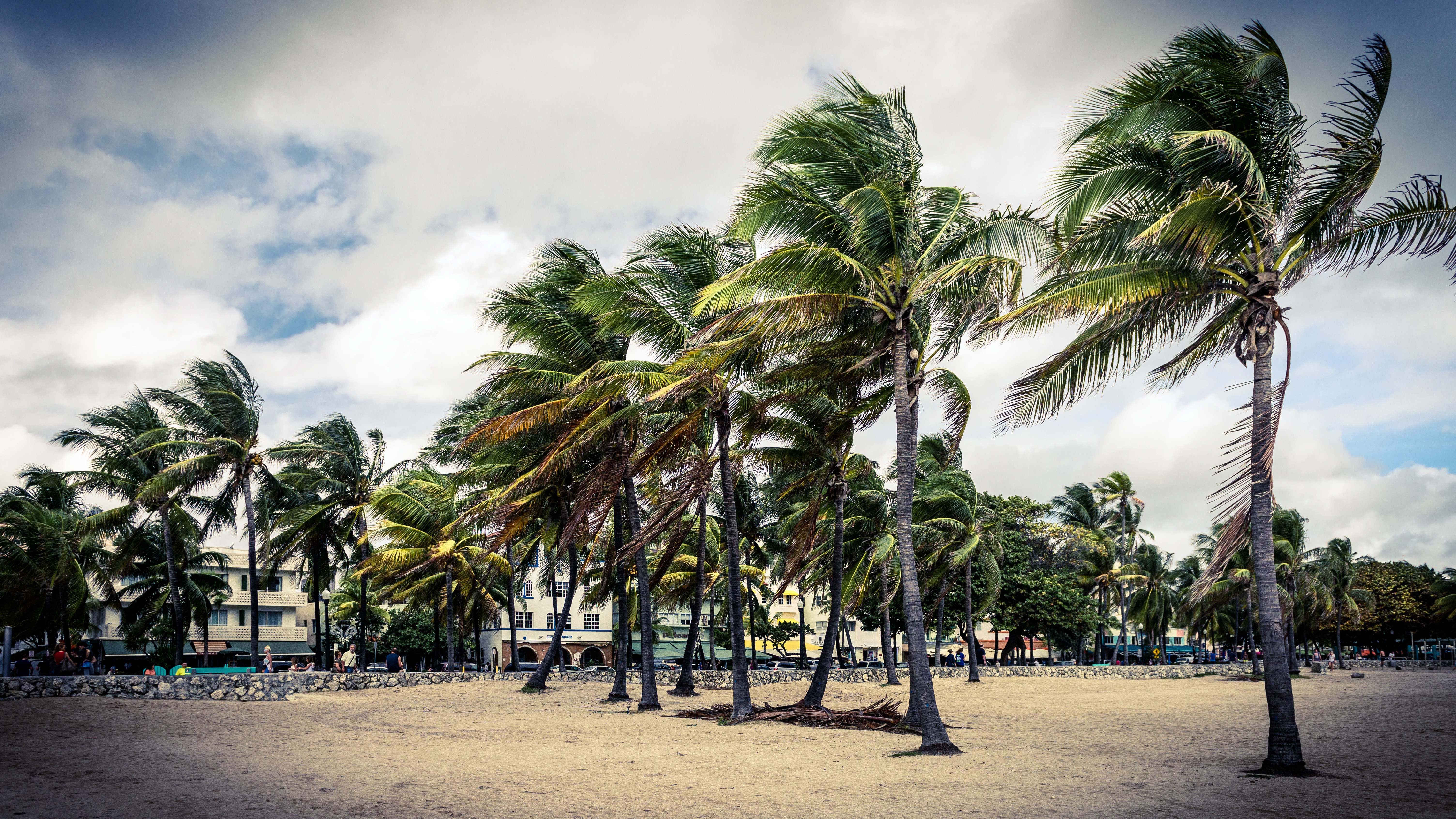 Palm trees on a beach in Miami, Florida HD Wallpaper