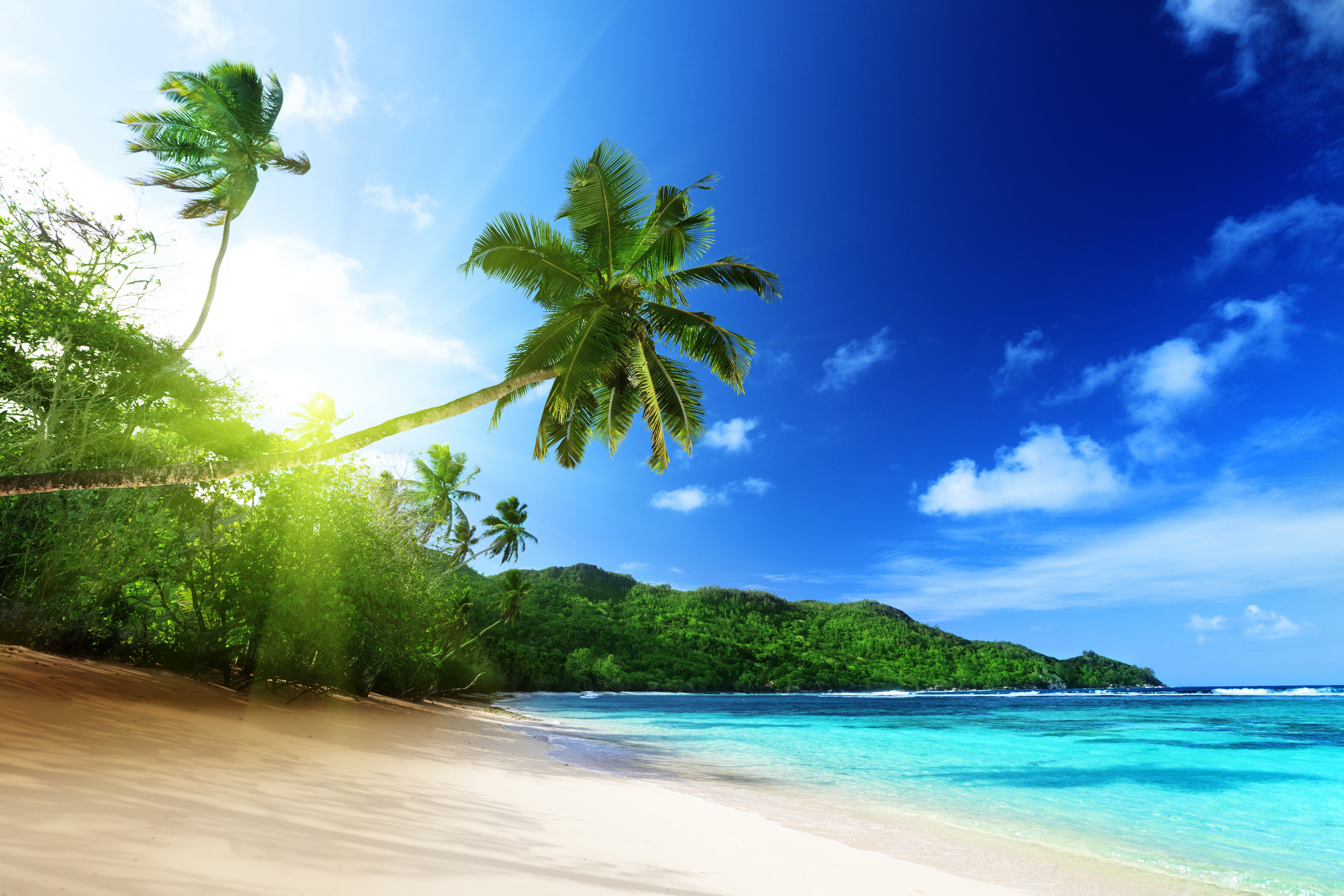 Tropical Beach with Palm Trees and Turquoise Water HD Wallpaper