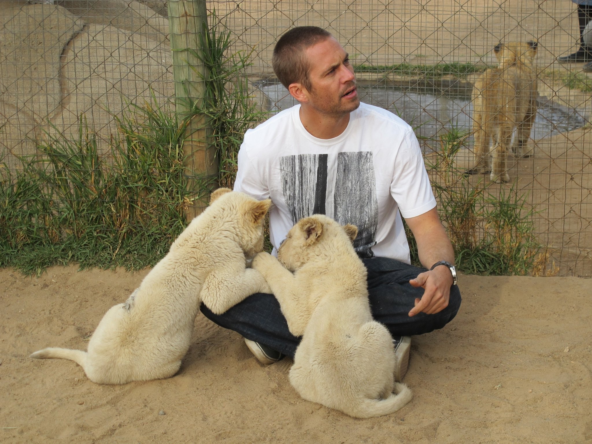 Paul Walker with lion cubs HD Wallpaper