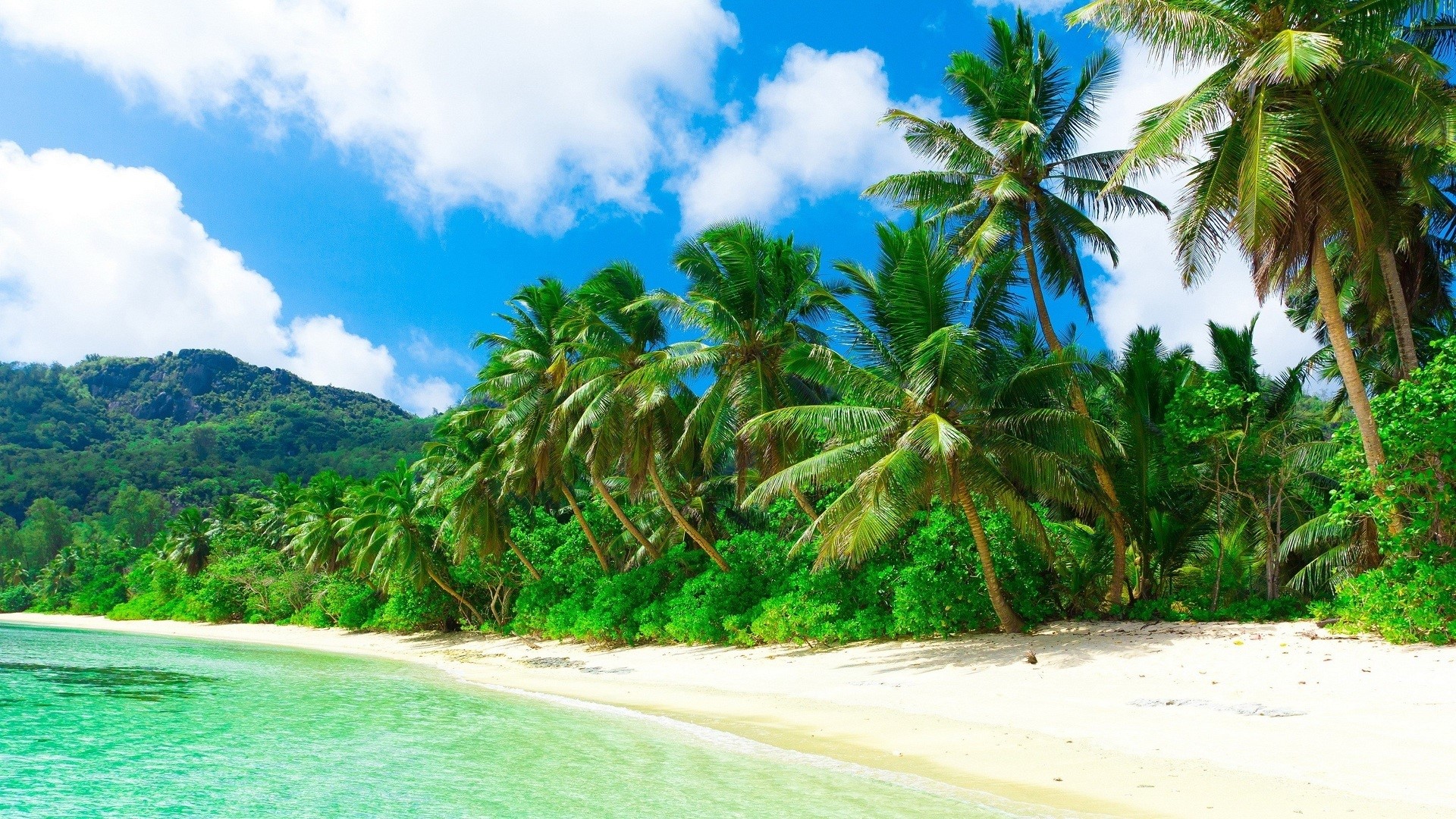 Tropical beach with palm trees and turquoise water HD Wallpaper
