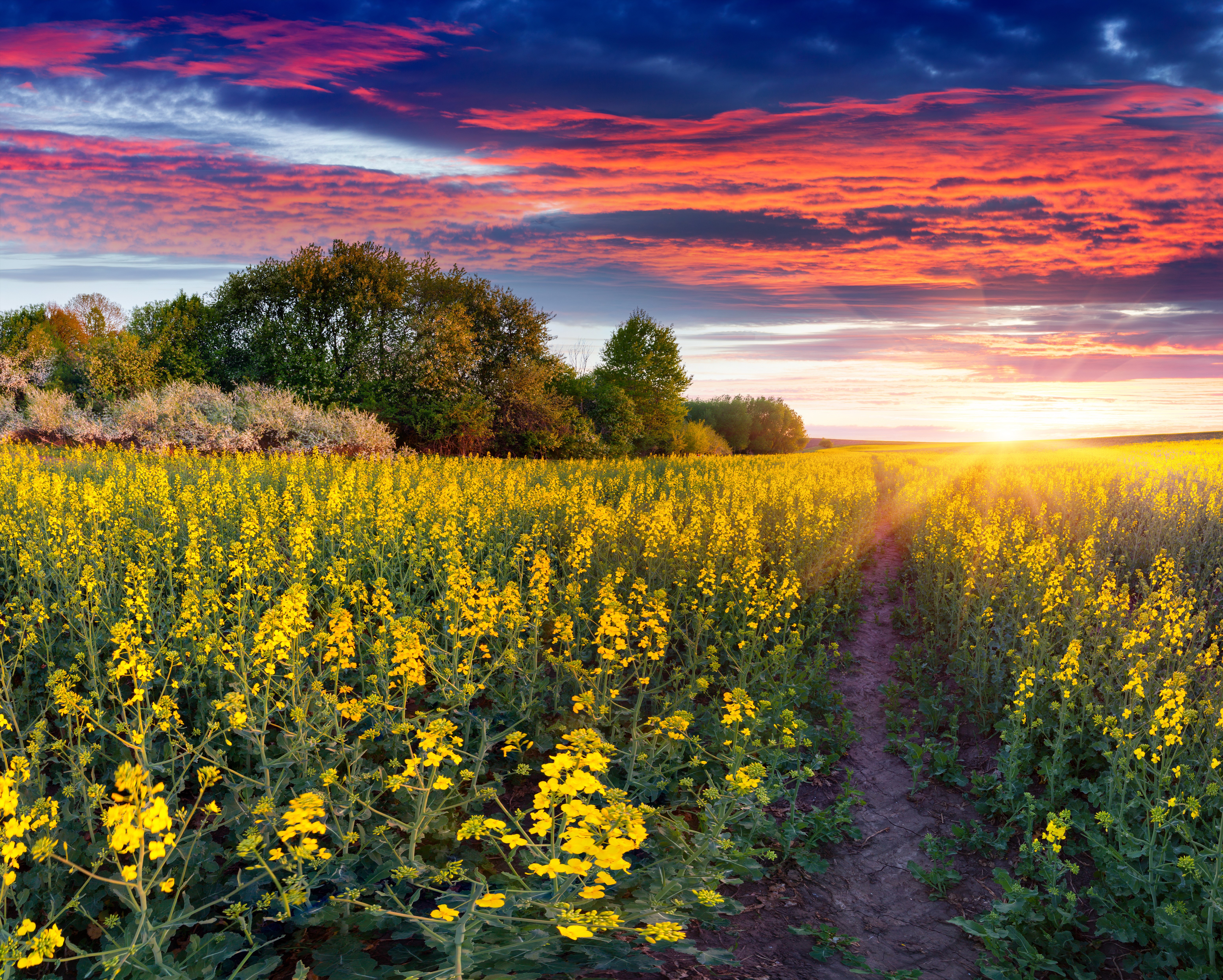 Field of yellow flowers at sunset with colorful clouds HD Wallpaper