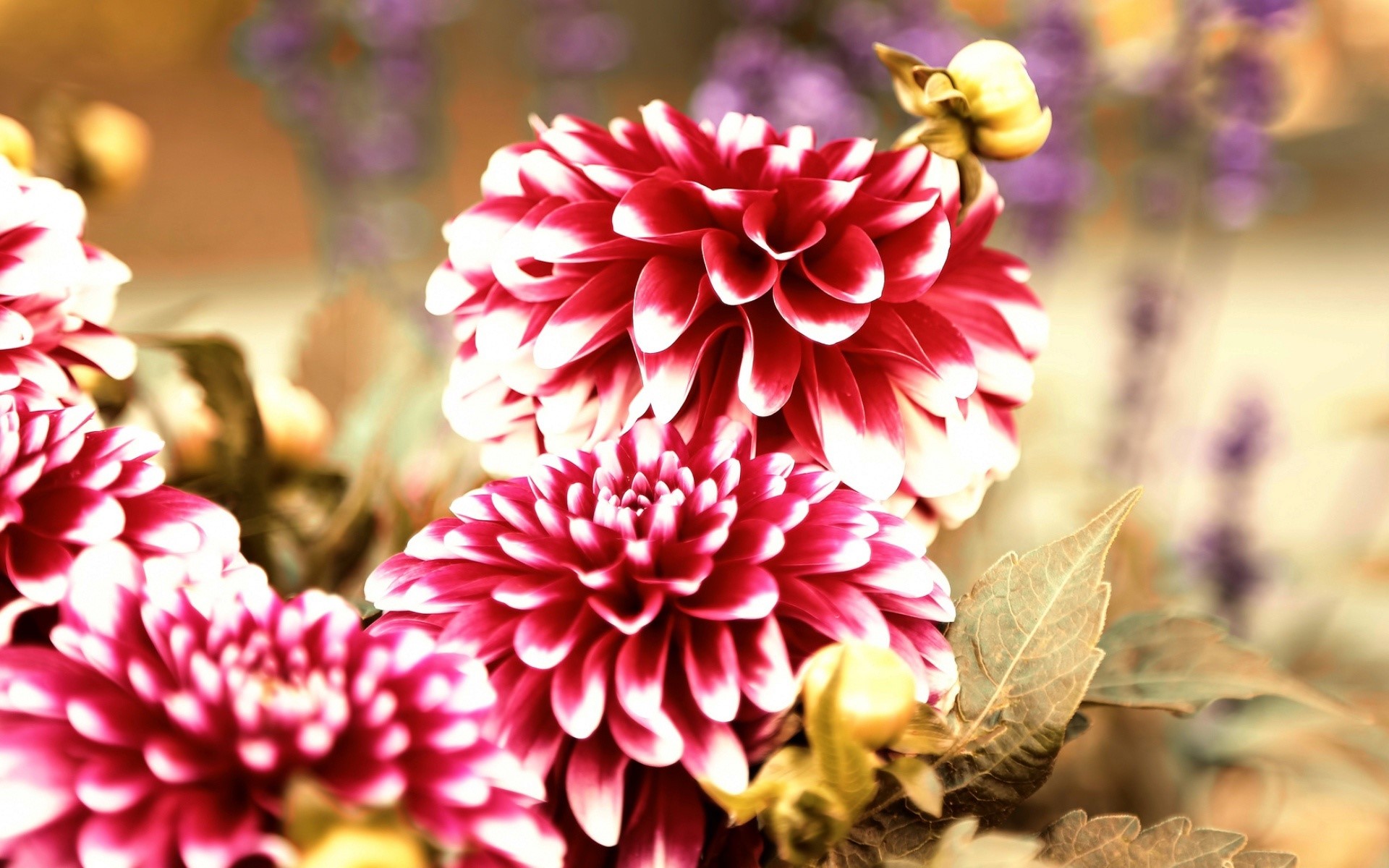 Close-up of red and white Dahlias HD Wallpaper