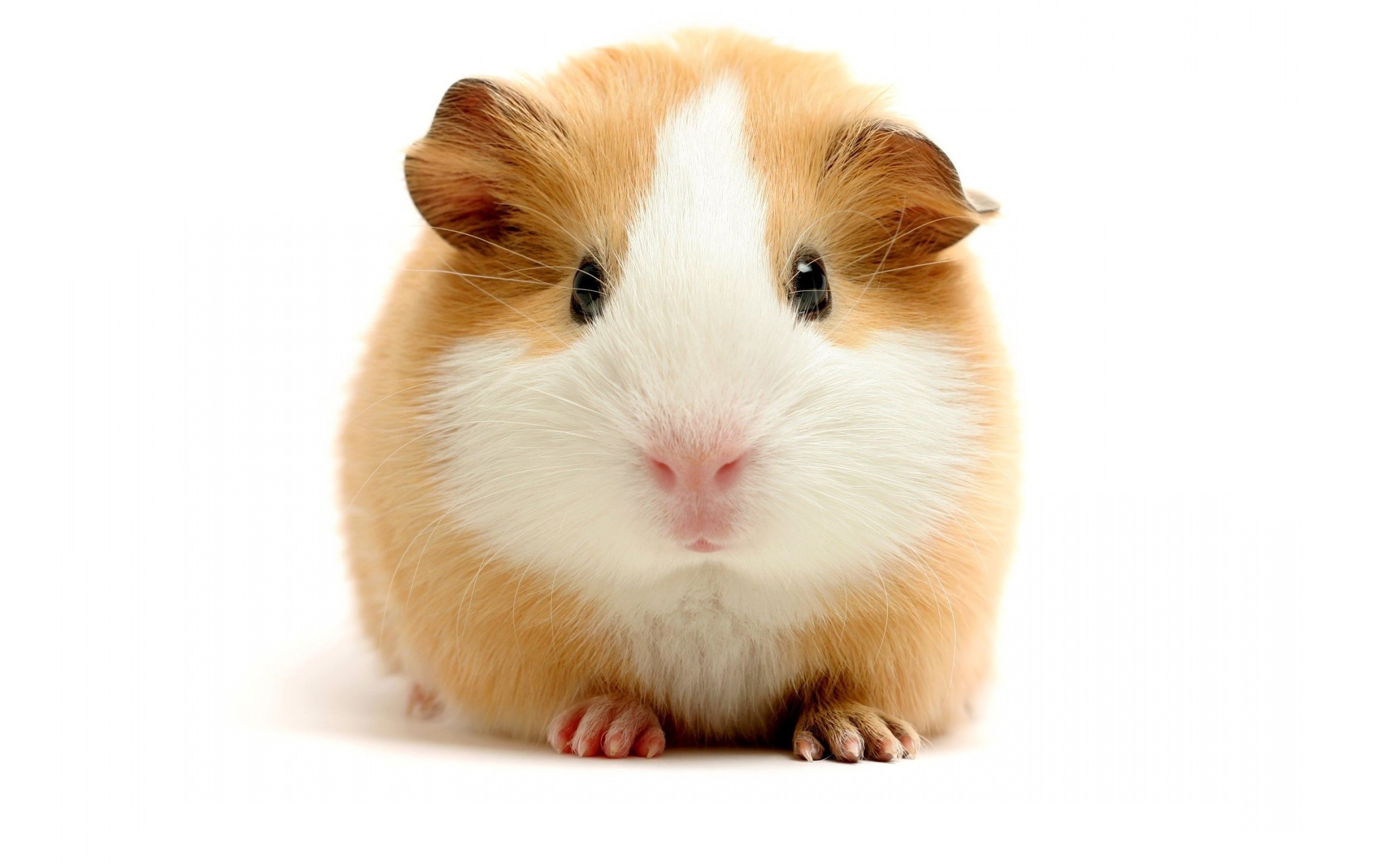 Close-up of a guinea pig HD Wallpaper