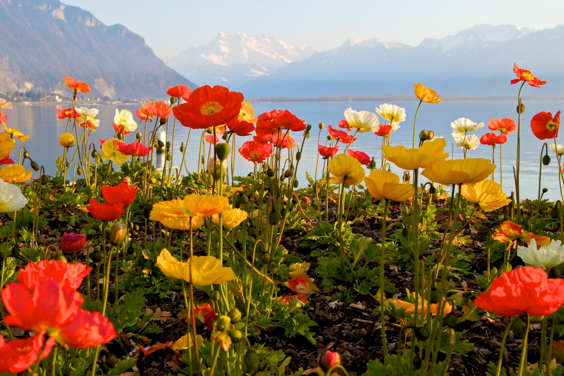 Poppies in front of a lake and mountains HD Wallpaper