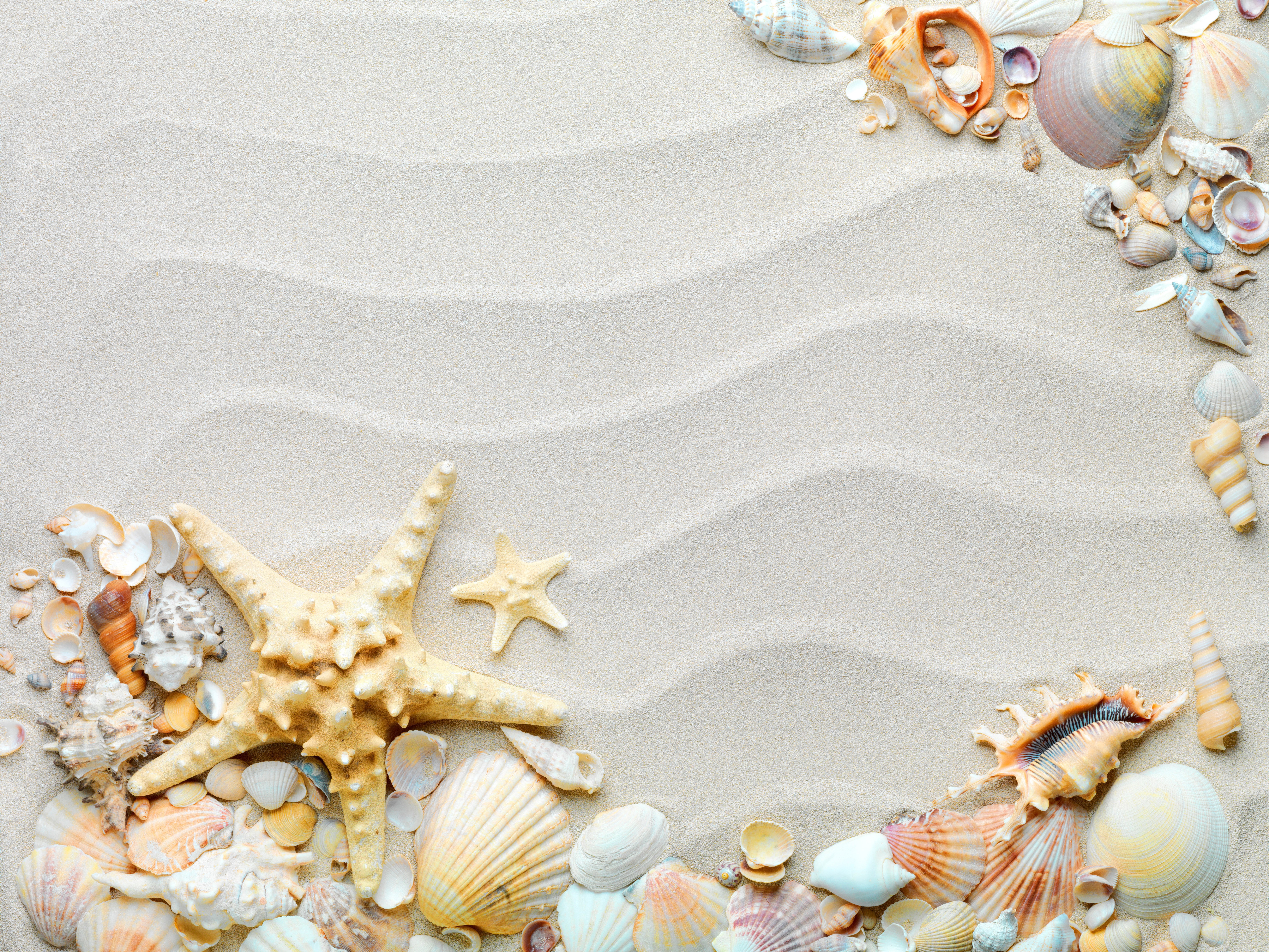 Starfish and Shells on Sandy Beach 4K HD Wallpaper