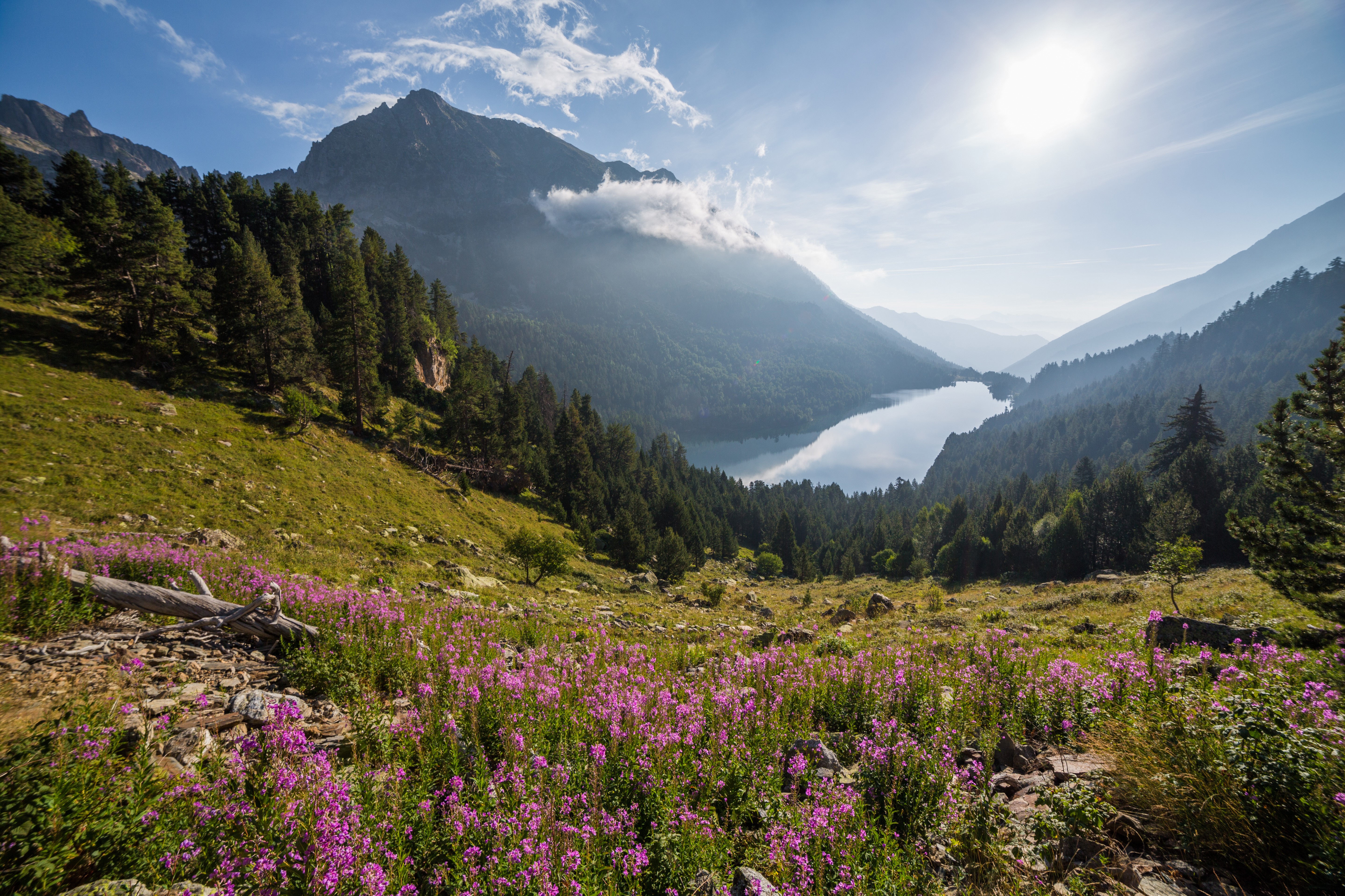 Mountain lake with wildflowers and pine forest in Spain HD Wallpaper