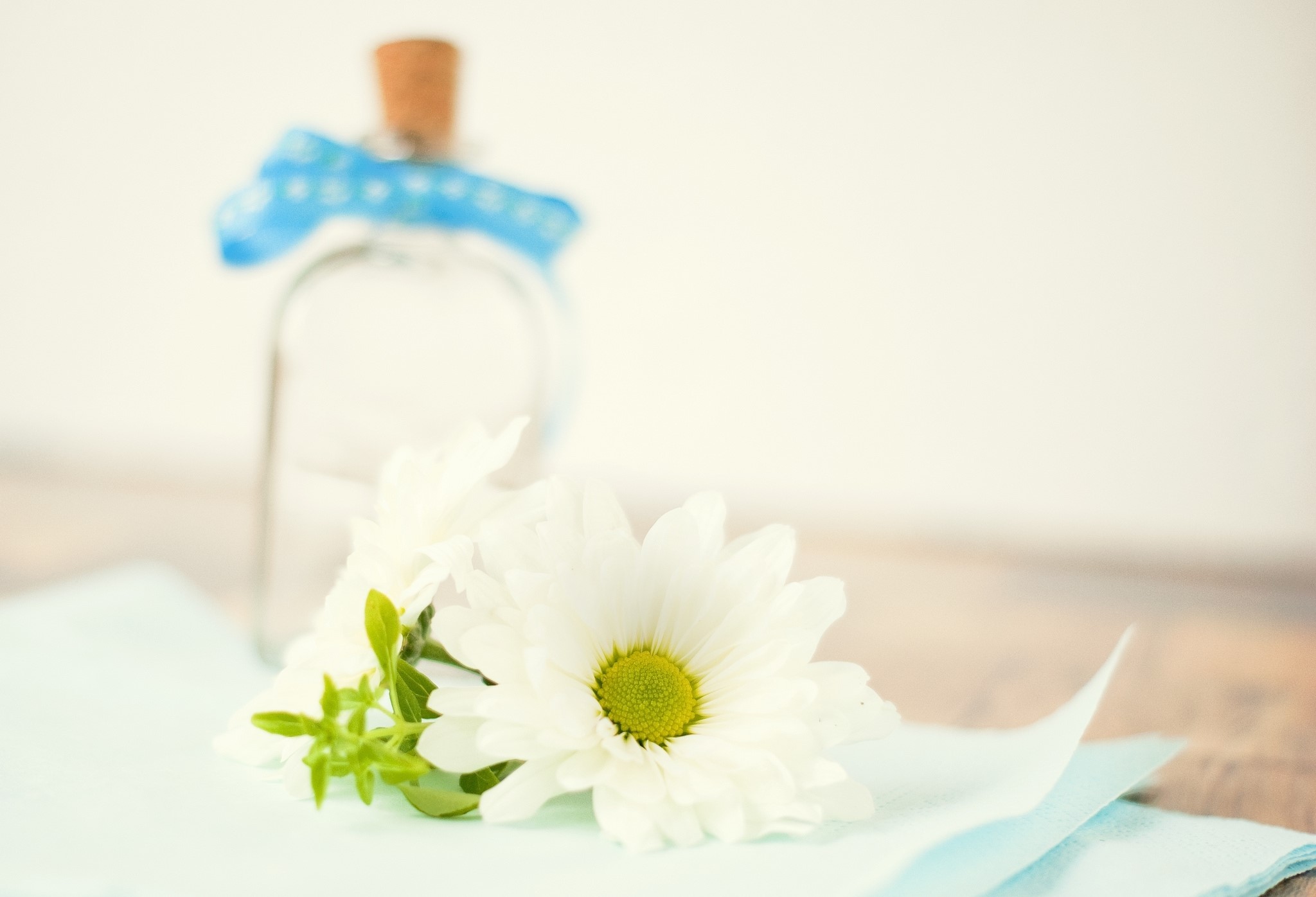 Bottle with blue ribbon and white daisies HD Wallpaper