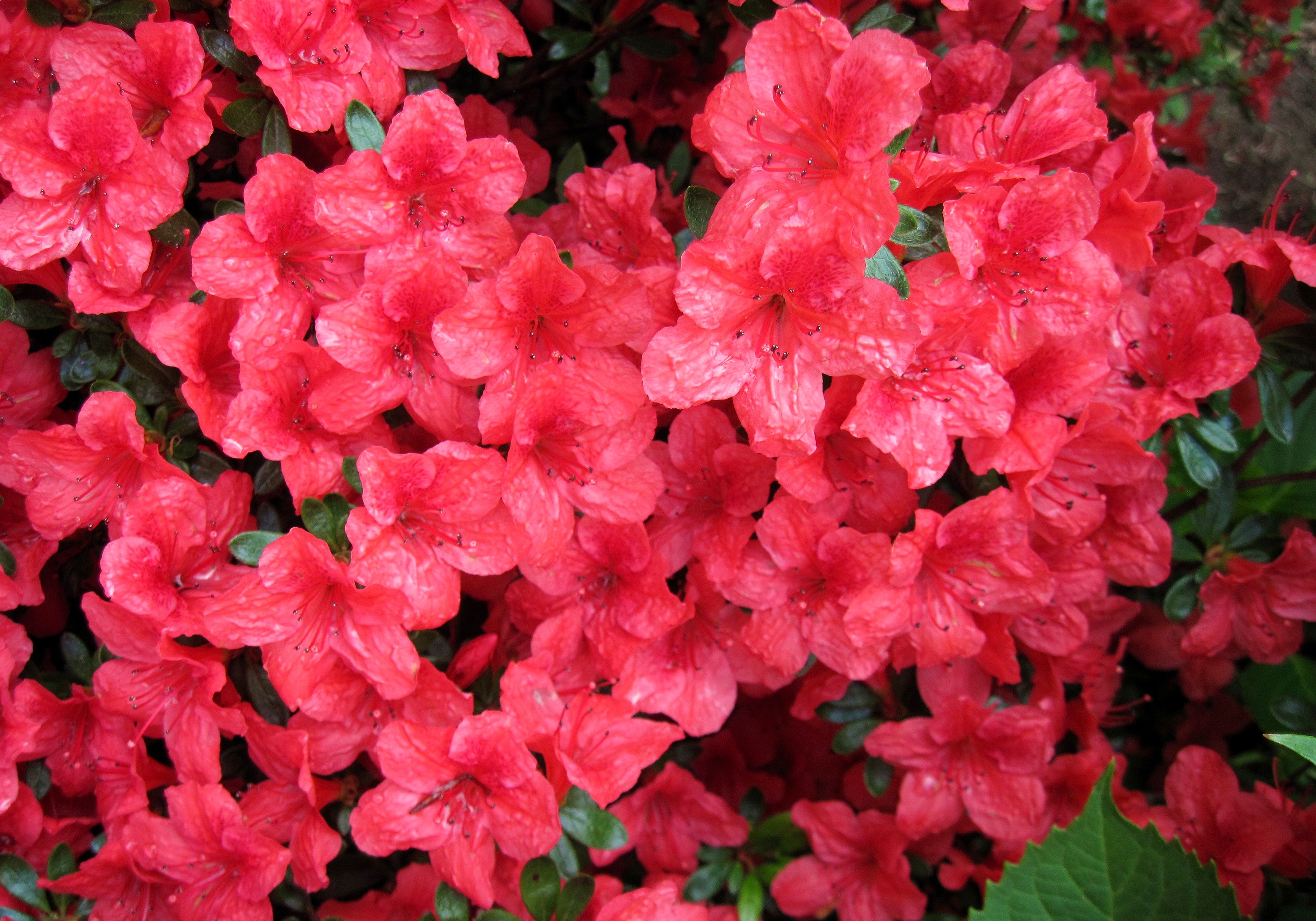Close-up of bright red azalea flowers HD Wallpaper