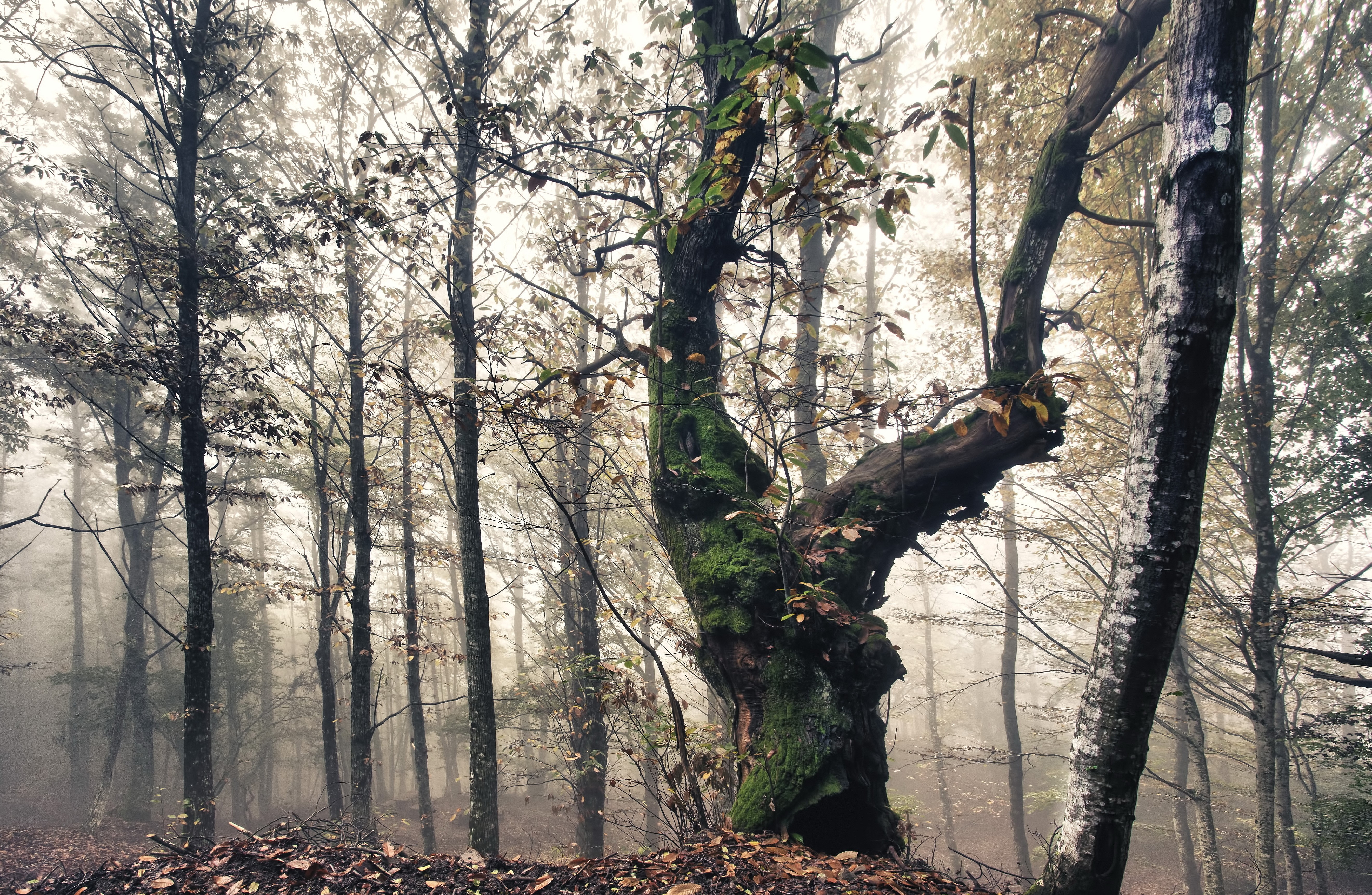 Forest with mossy tree trunk and fog HD Wallpaper