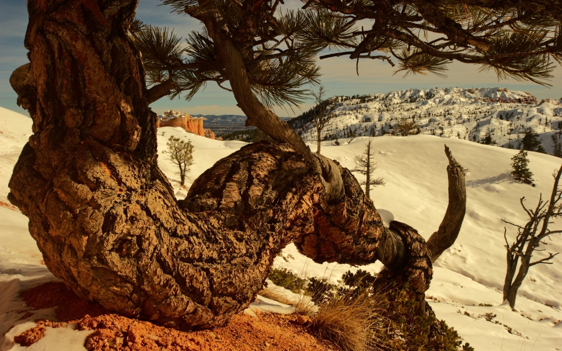 Twisted tree trunk in snowy landscape HD Wallpaper