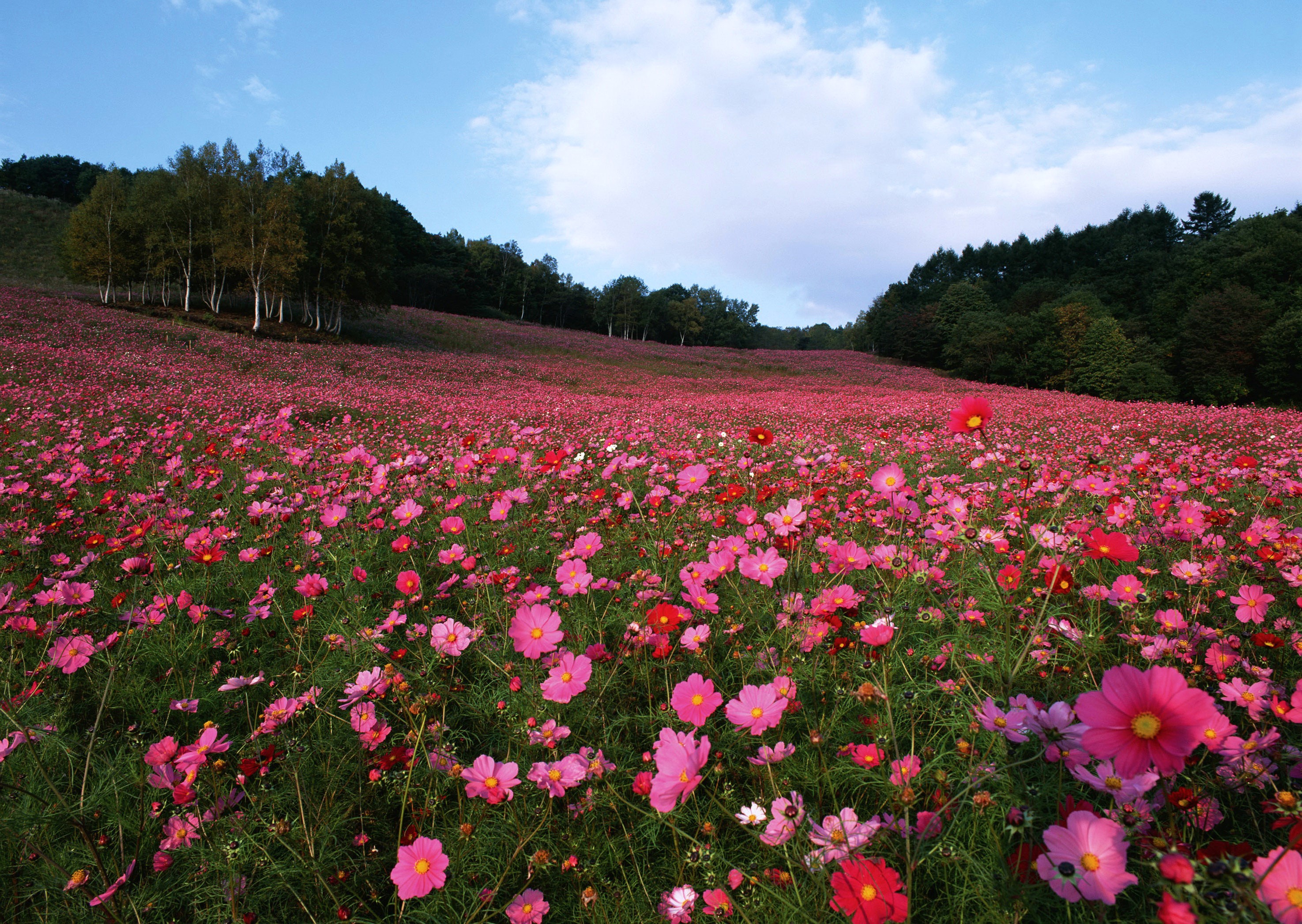 Field of pink and red cosmos flowers with trees on a hill HD Wallpaper