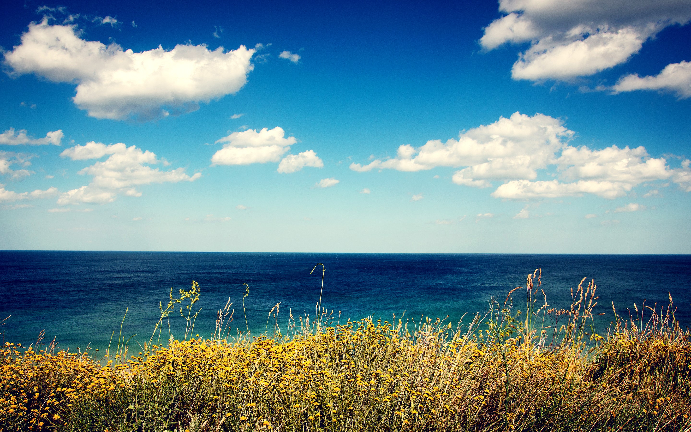 Ocean horizon with clouds and wildflowers HD Wallpaper