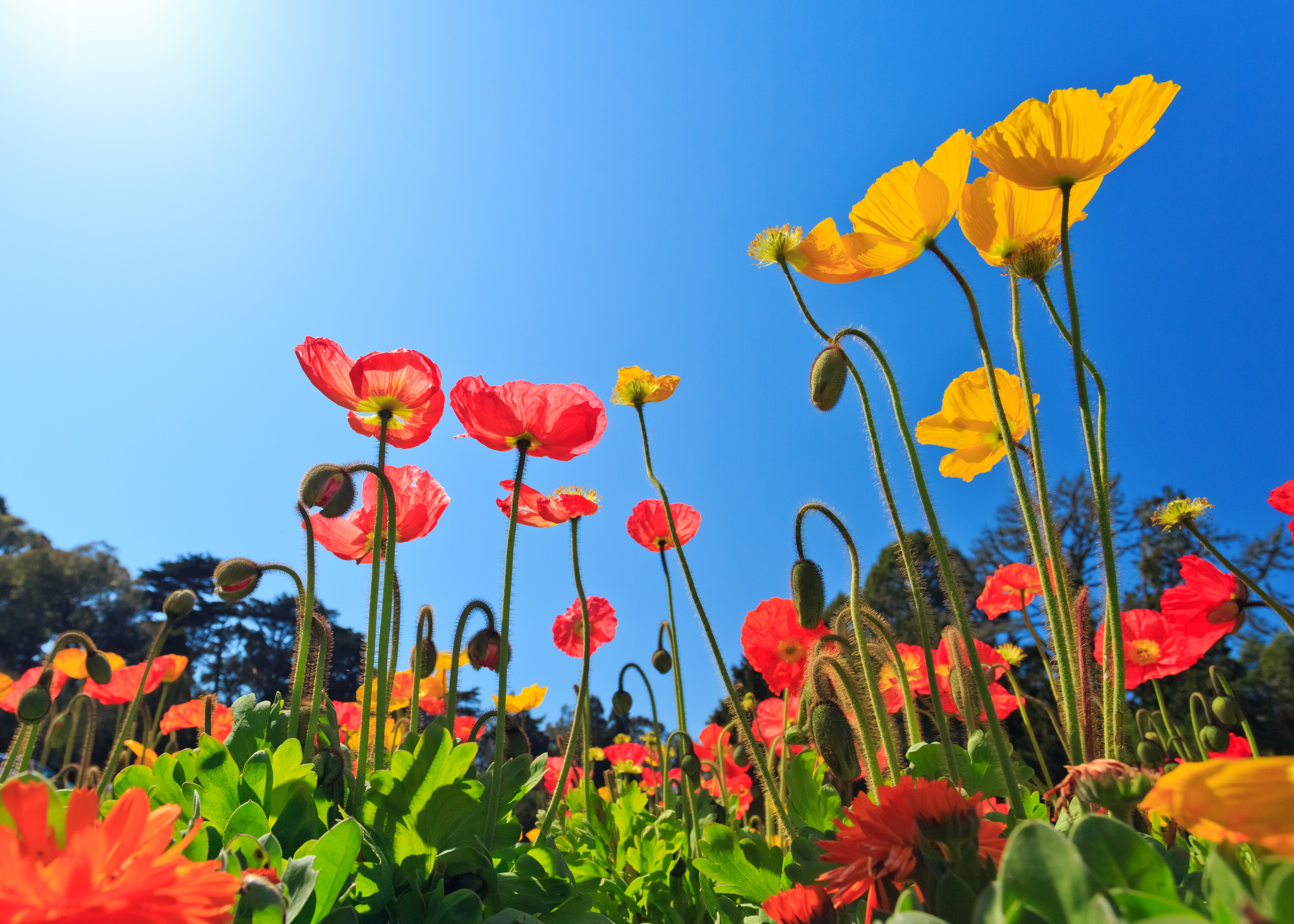 Field of Red and Yellow Poppies Under Blue Sky HD Wallpaper