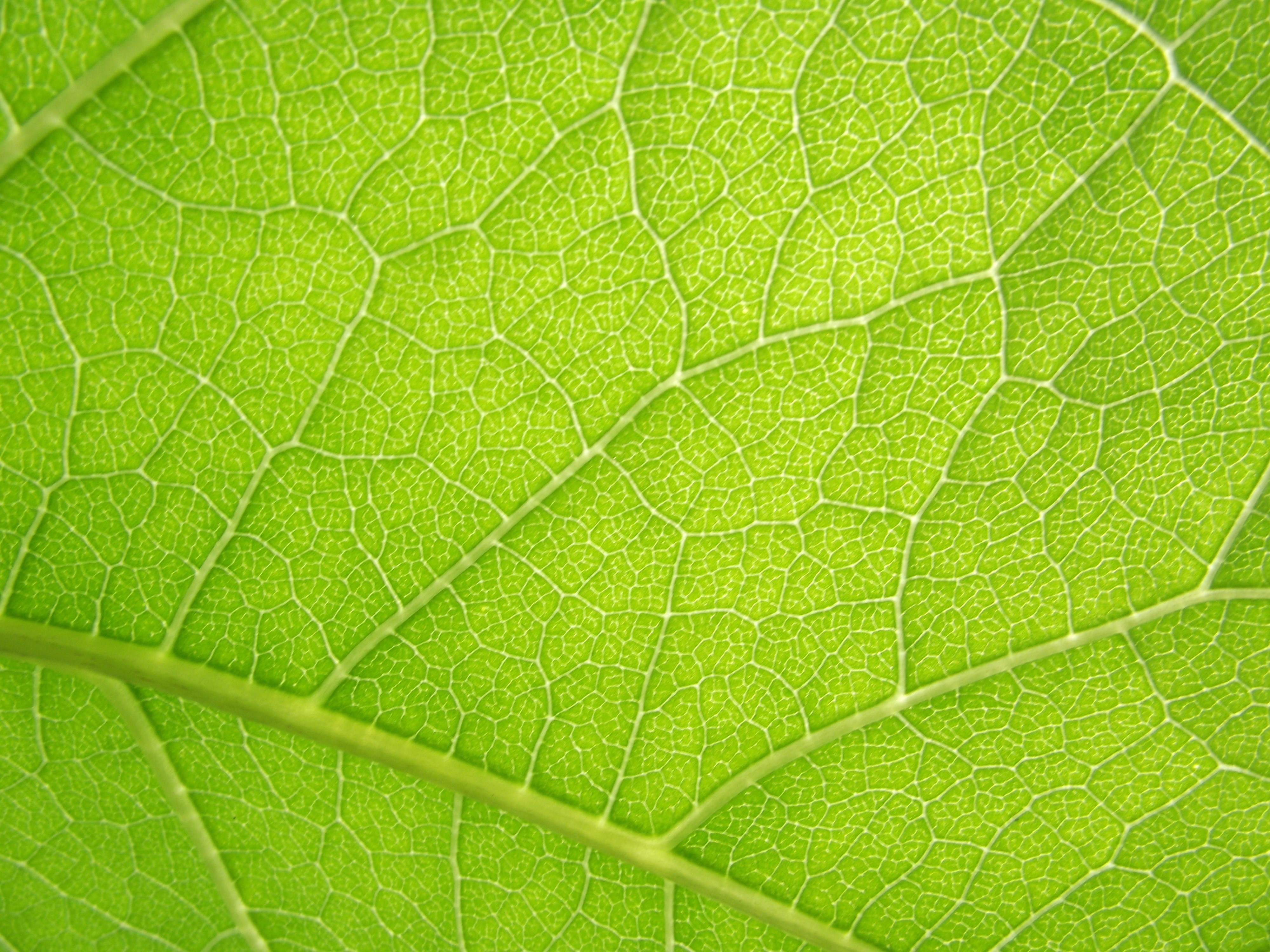Closeup of a green leaf texture HD Wallpaper