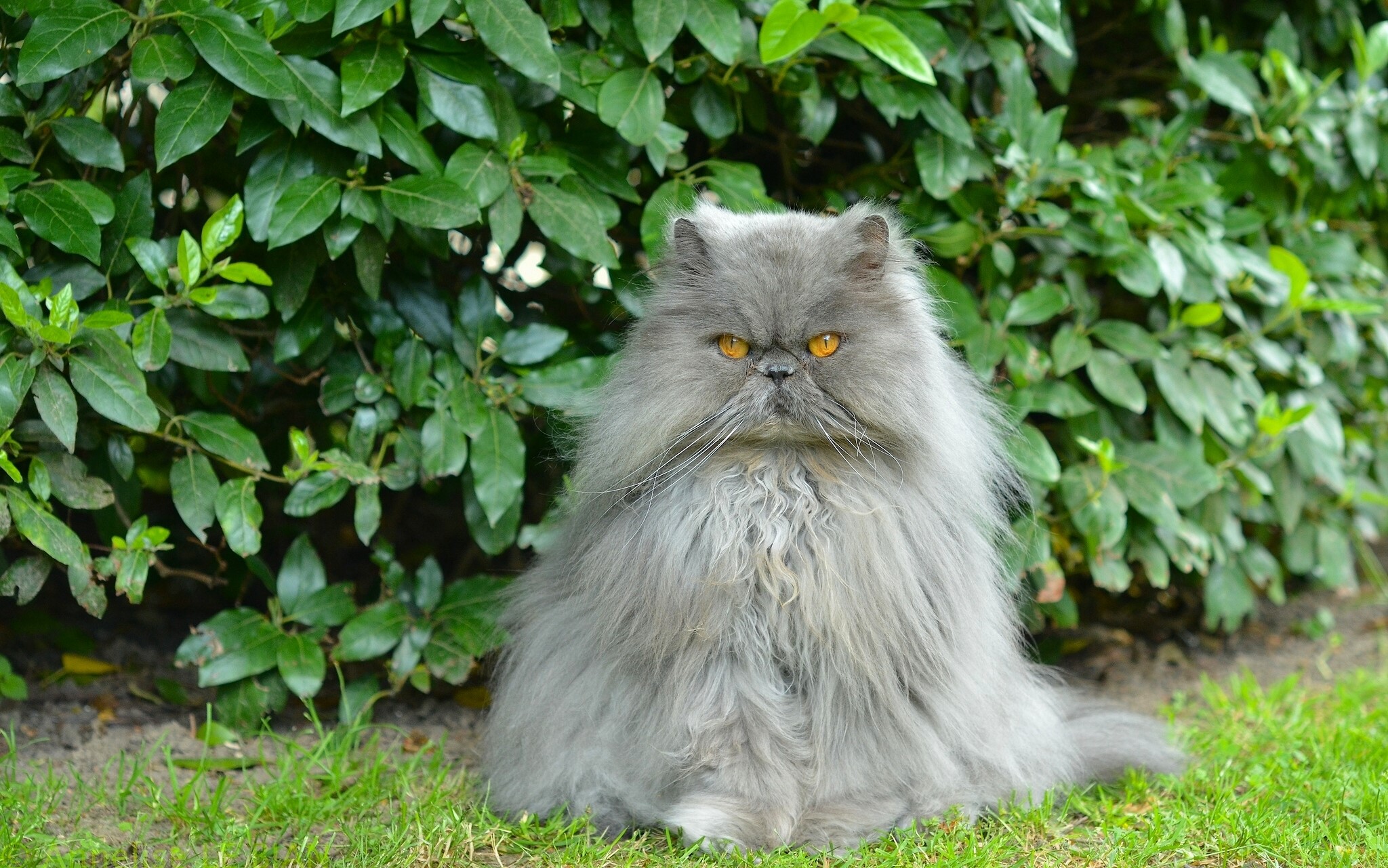 Fluffy Grey Persian Cat Sitting on Grass HD Wallpaper