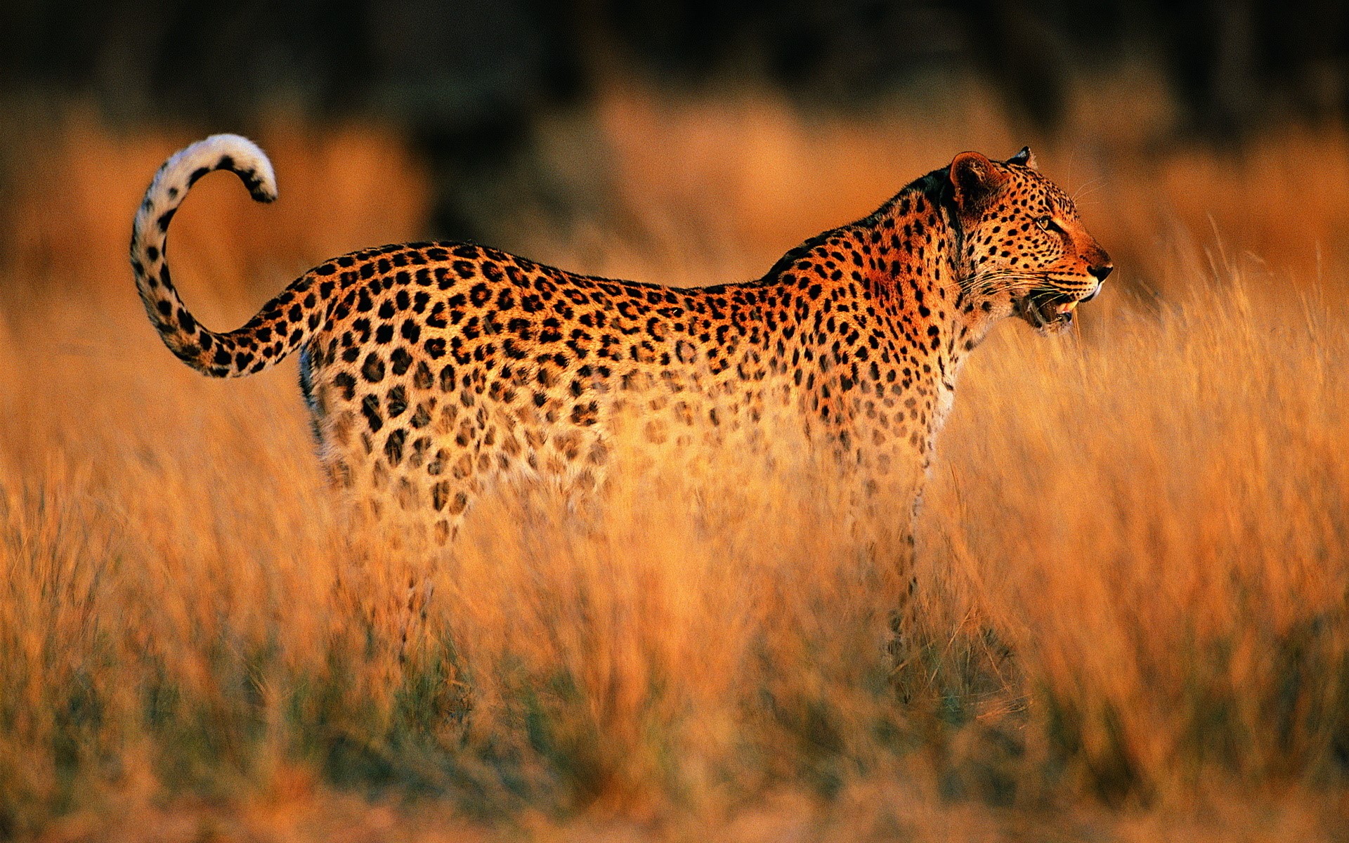 Leopard in tall dry grass HD Wallpaper