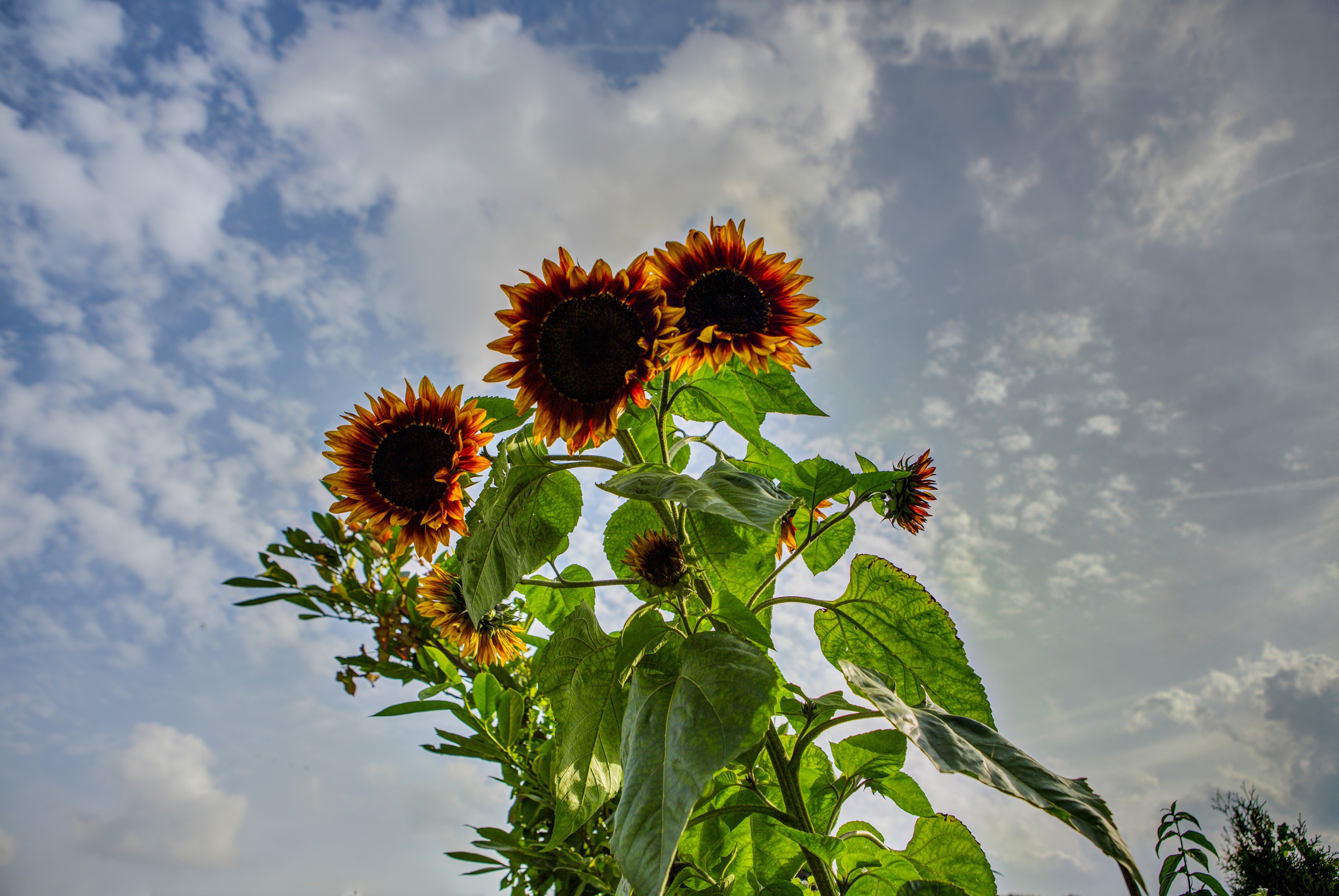 Sunflowers against a cloudy sky HD Wallpaper