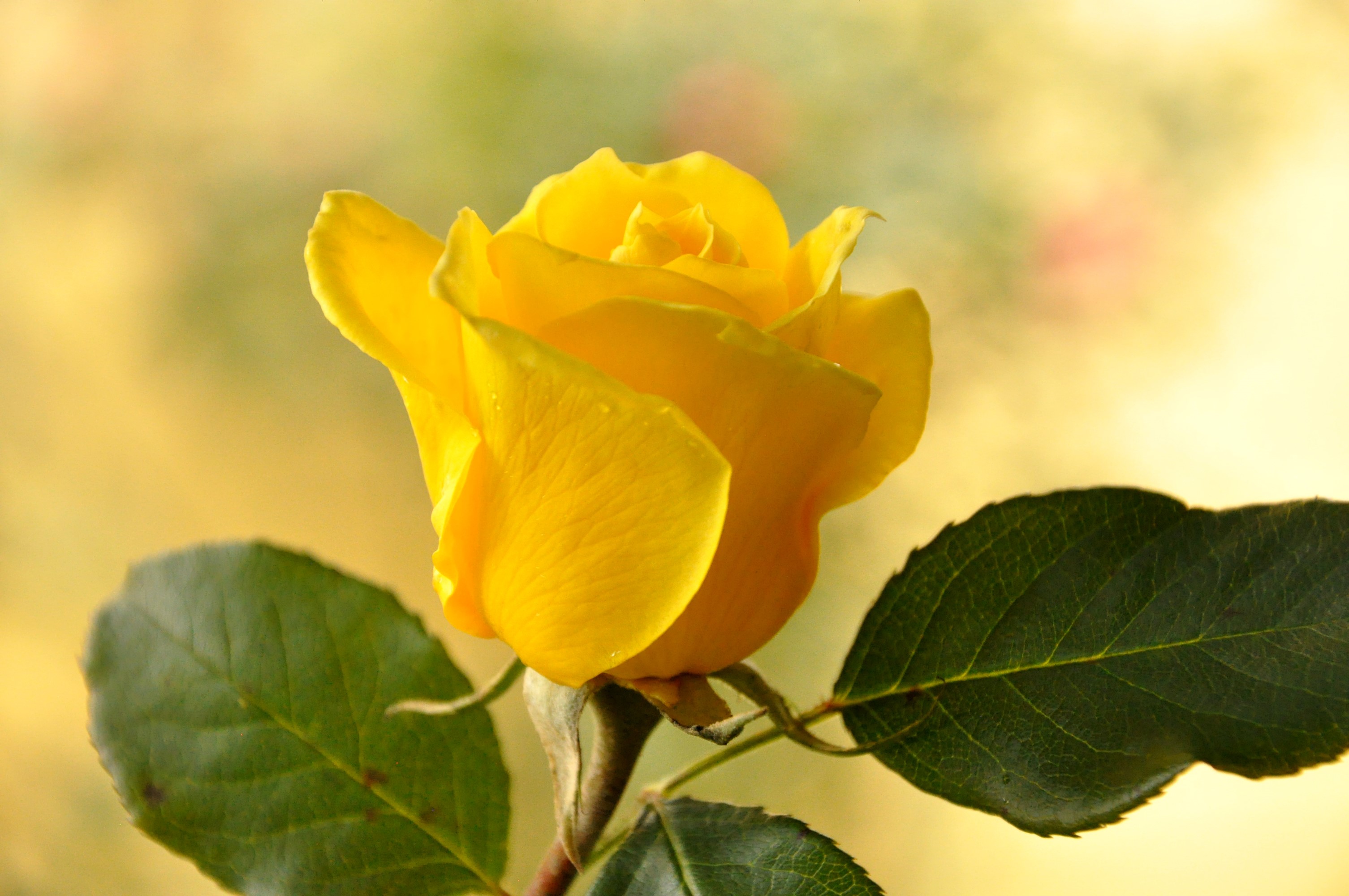 Yellow rose with green leaves HD Wallpaper