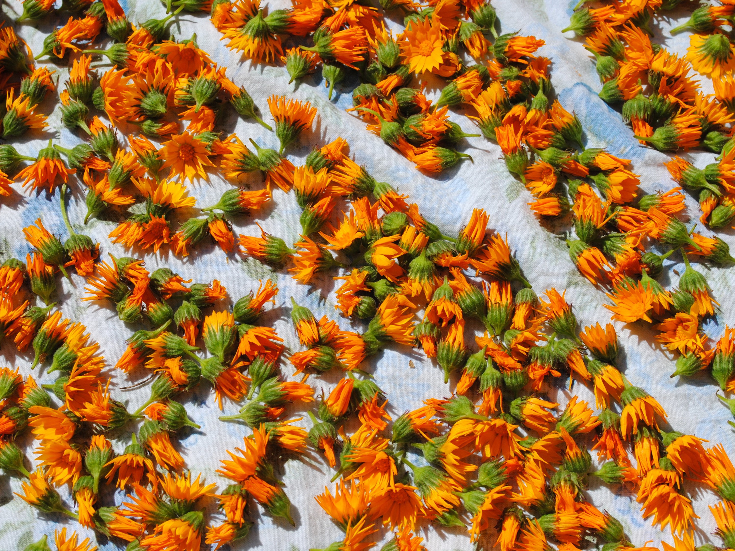 Many orange calendula flowers drying on a patterned cloth HD Wallpaper