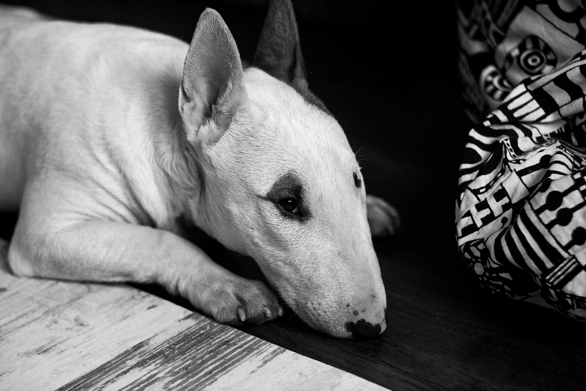 Bull Terrier dog lying on the floor HD Wallpaper