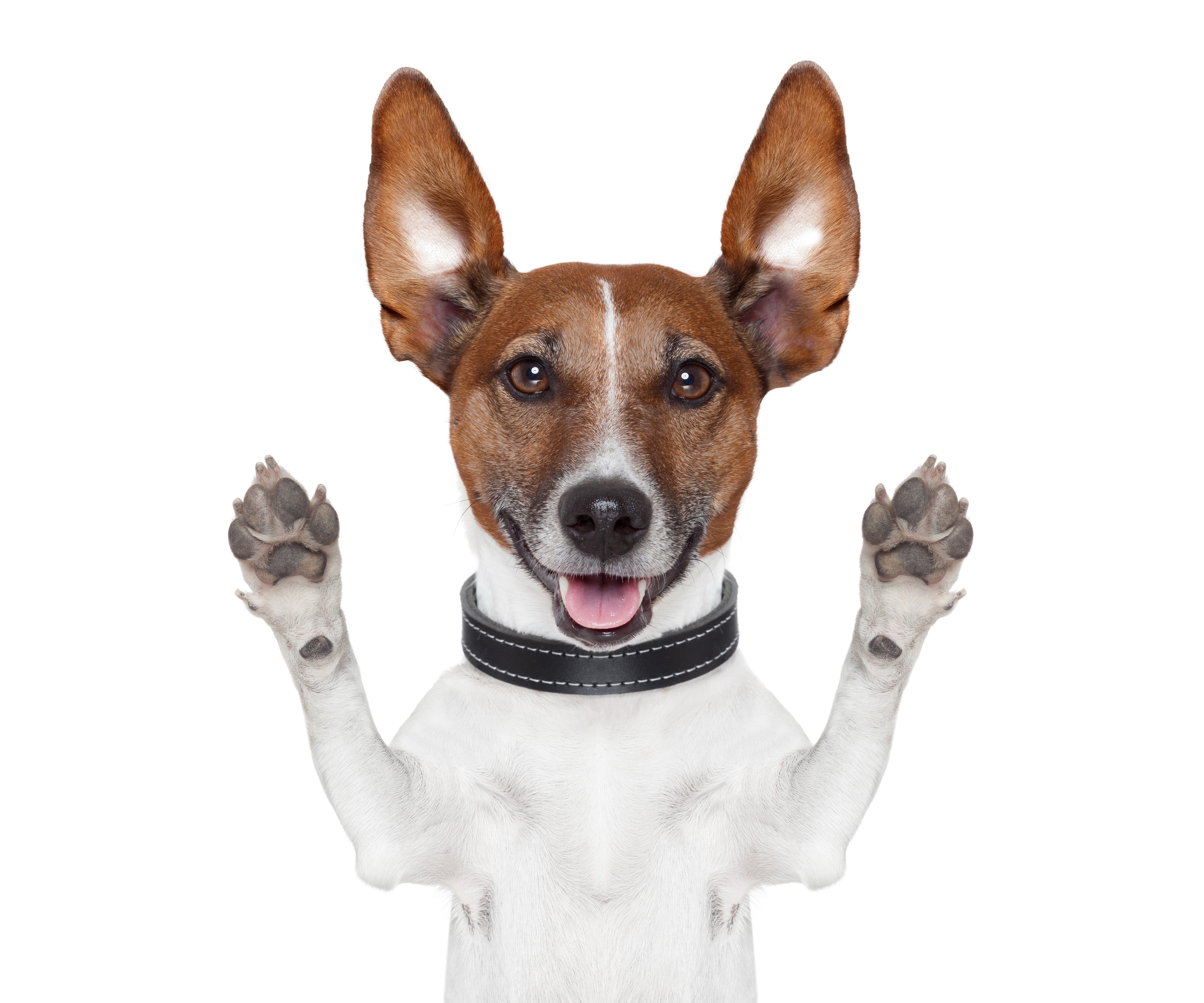 Jack Russell Terrier Dog with Paws Up HD Wallpaper