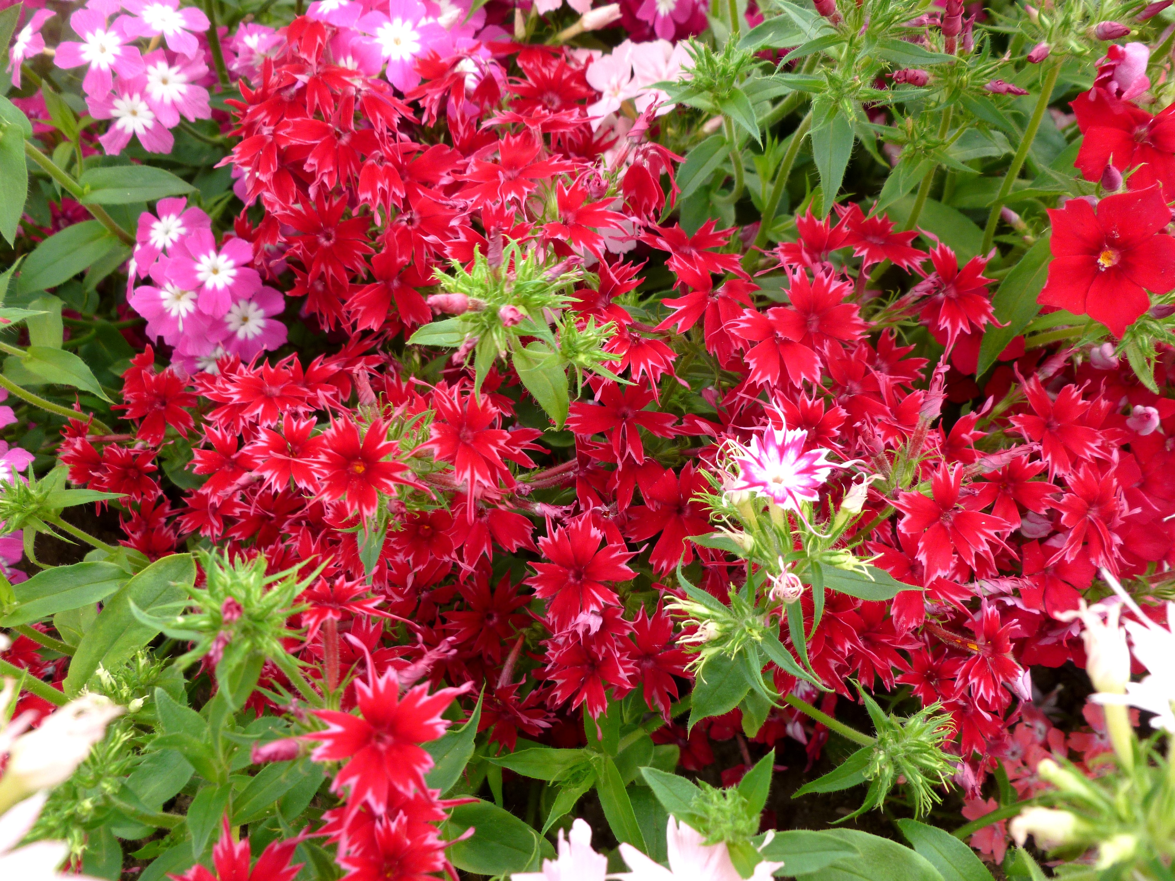 Vibrant Red and Pink Phlox Flowers 4K HD Wallpaper