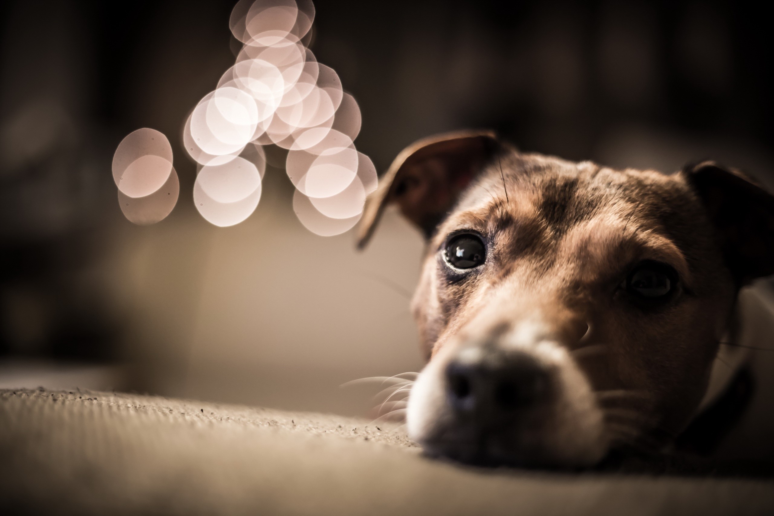 Jack Russell terrier dog with bokeh lights HD Wallpaper