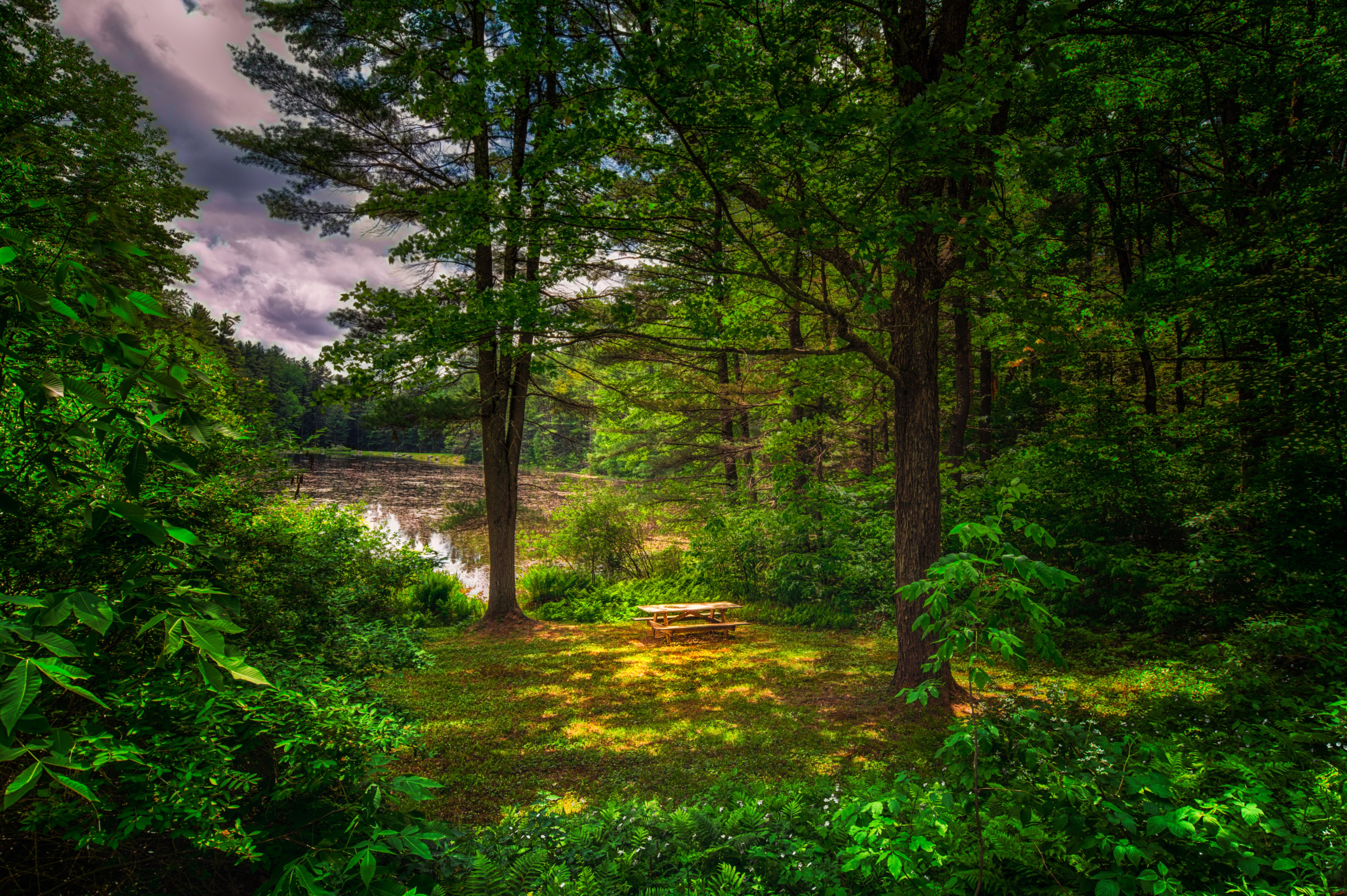 Picnic bench by a lake in a summer forest HD Wallpaper