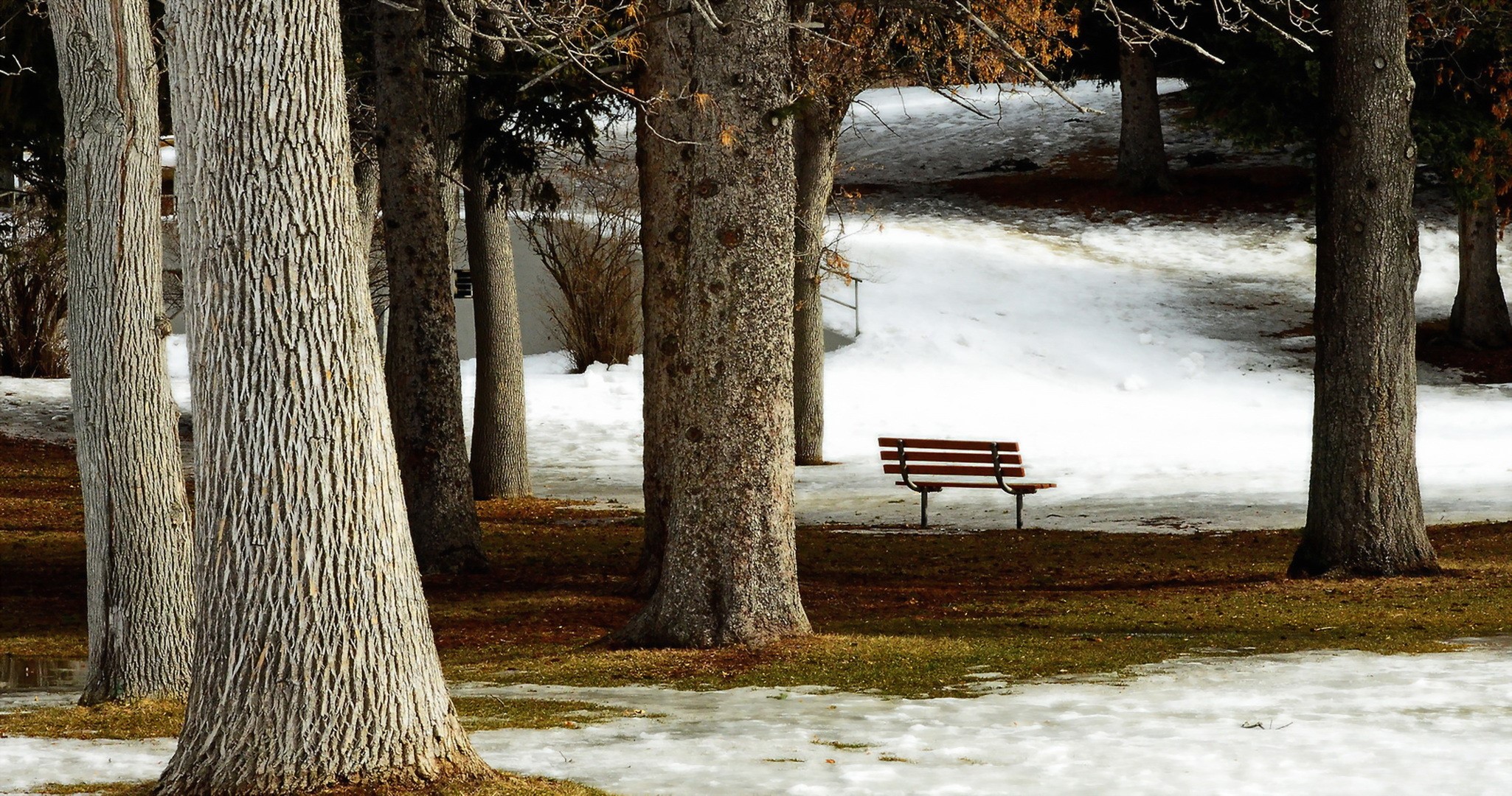 Park bench among trees with snow HD Wallpaper