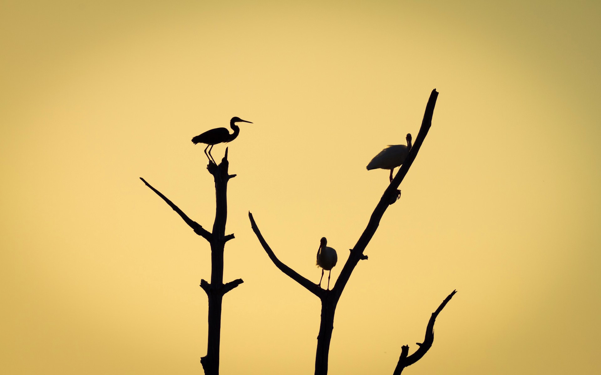 Silhouettes of birds perched on dead tree branches against a yellow sky HD Wallpaper