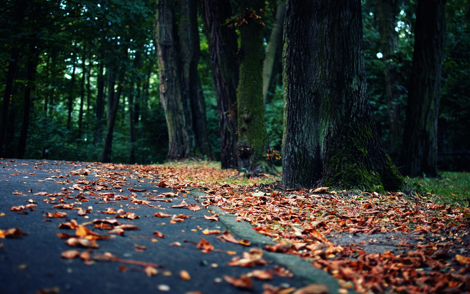 Autumn leaves on a path in a forest HD Wallpaper