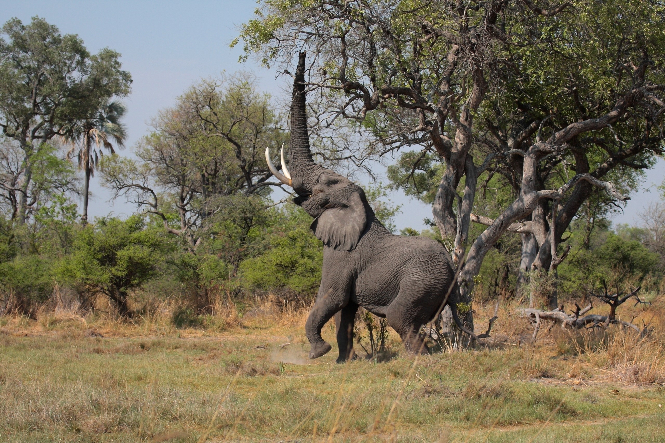 Elephant reaching for leaves on a tree HD Wallpaper
