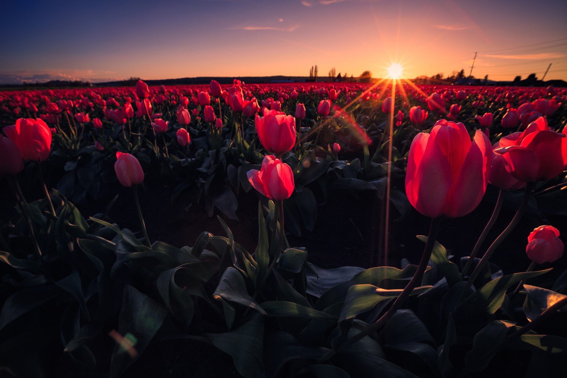 Field of Red Tulips at Sunset HD Wallpaper