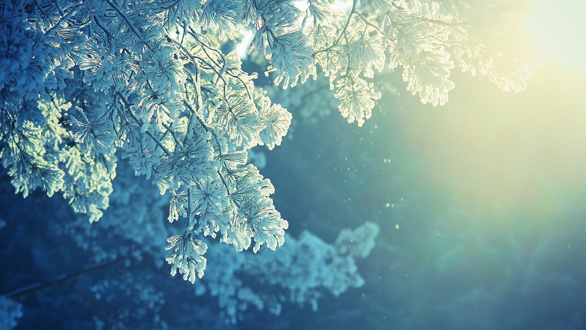 Frost-covered pine branches in sunlight HD Wallpaper