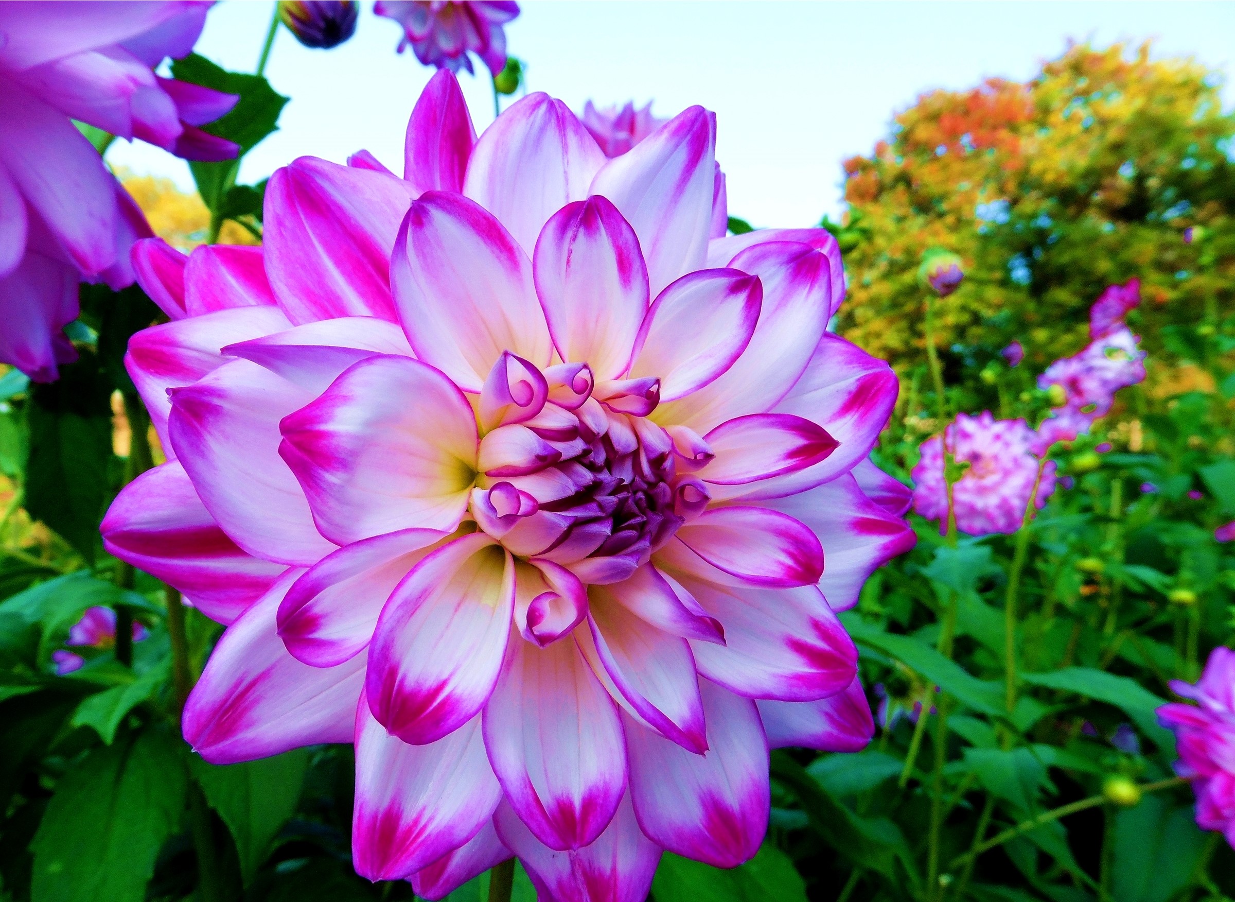 Close-up of a pink and white Dahlia flower HD Wallpaper