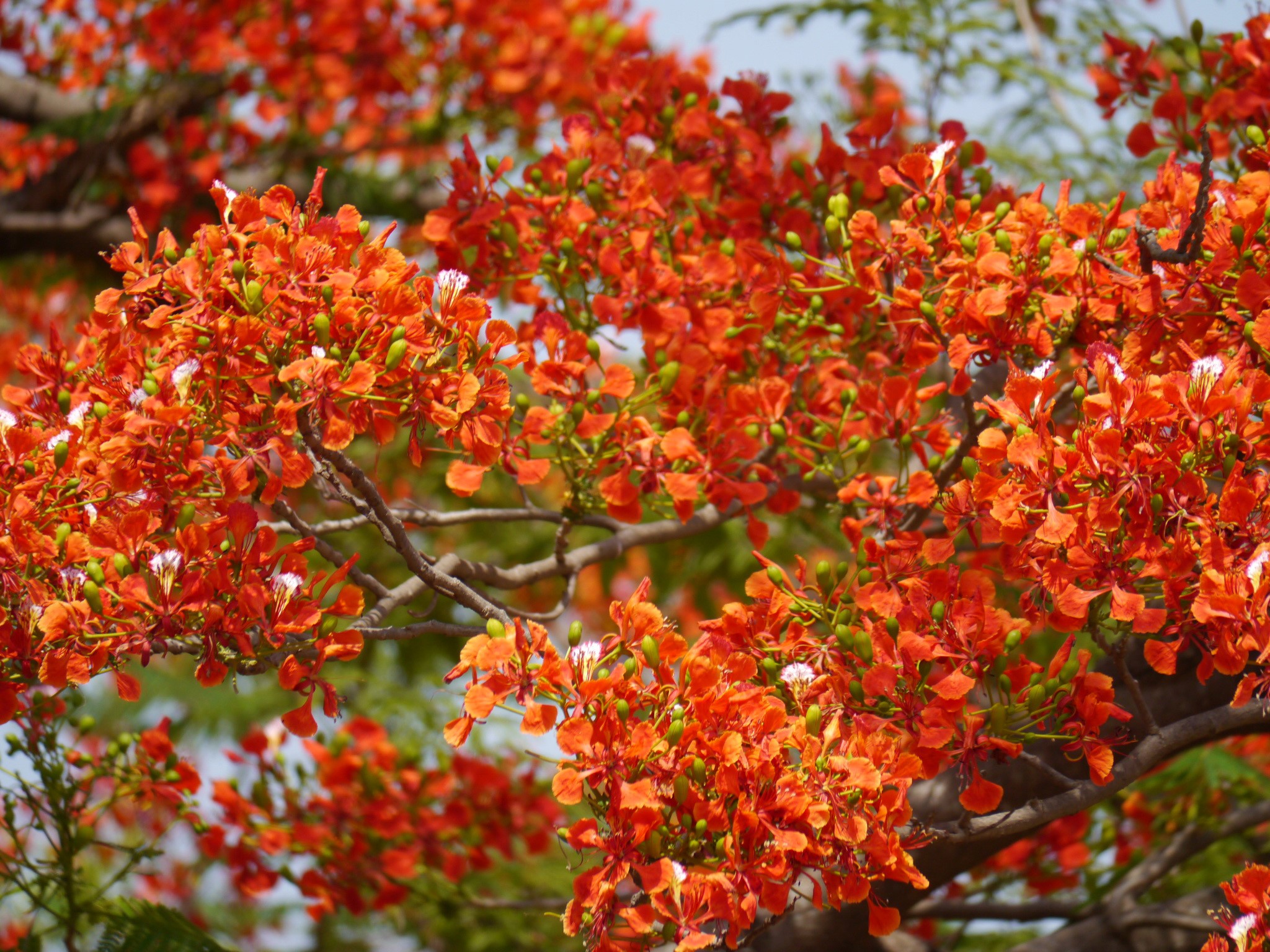 Orange Delonix flowers on branches HD Wallpaper