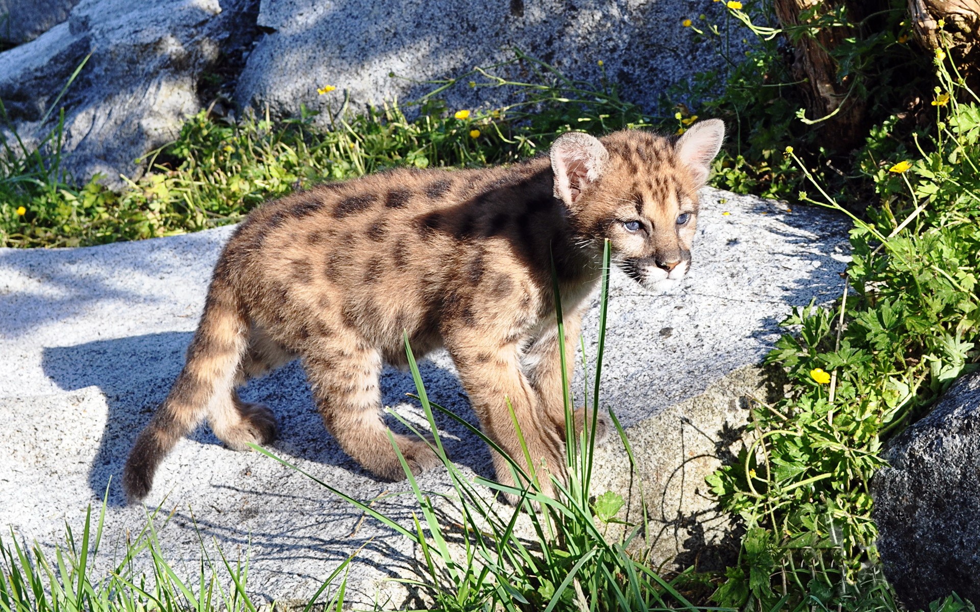 A baby cougar cub with spotted fur stands on rocks. HD Wallpaper