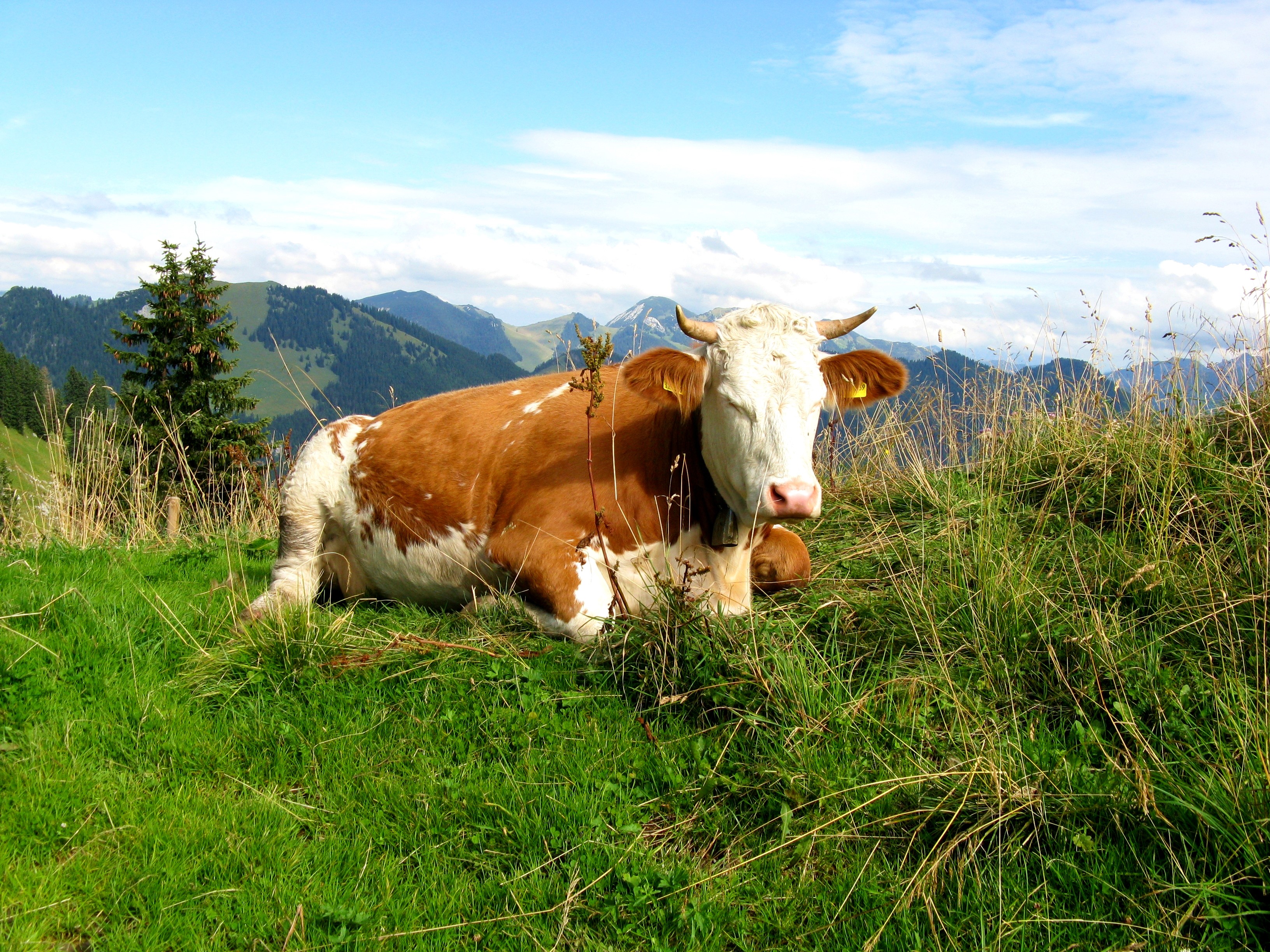 Cow lying in a grassy mountain landscape HD Wallpaper