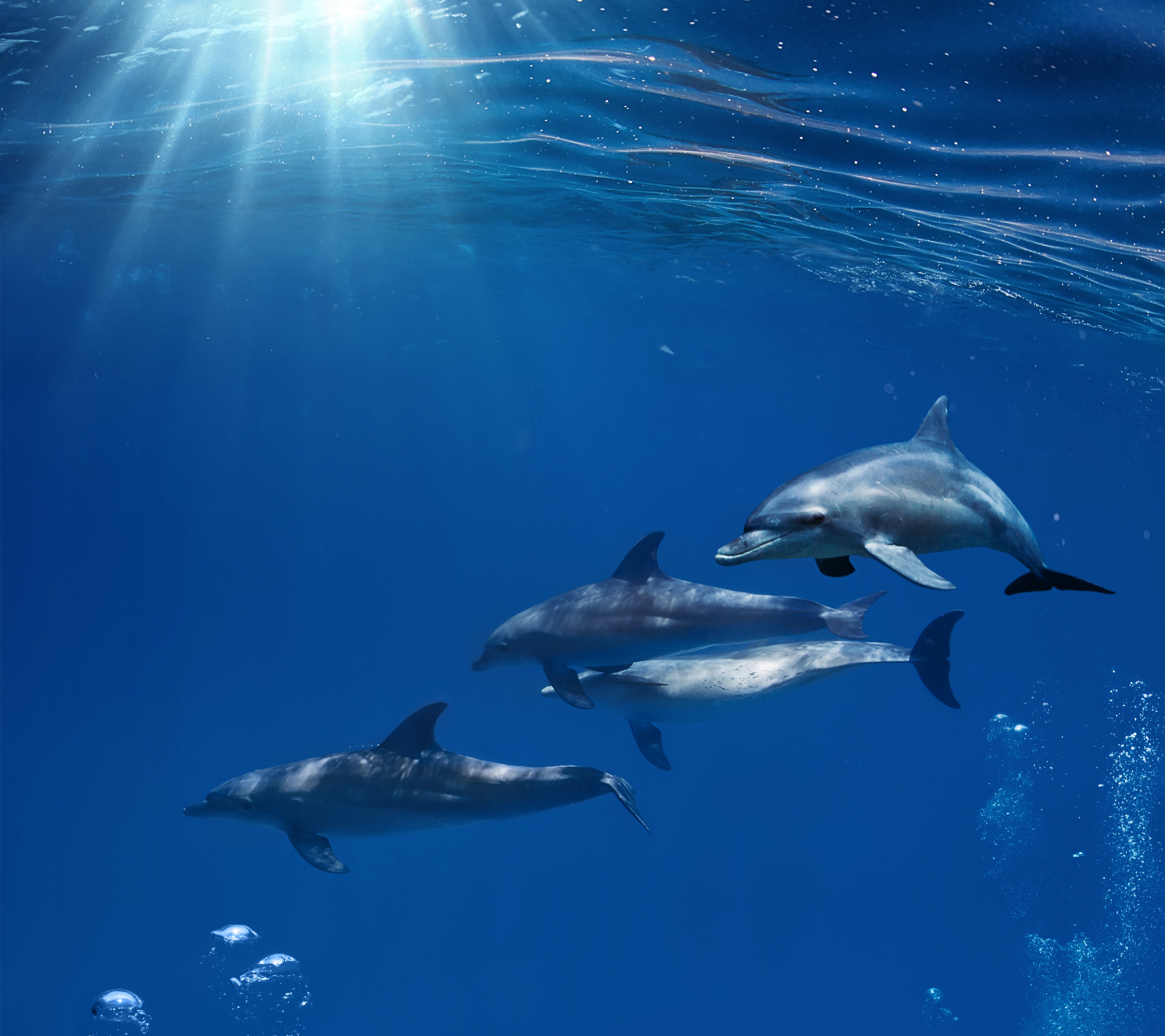 Four dolphins swimming underwater HD Wallpaper
