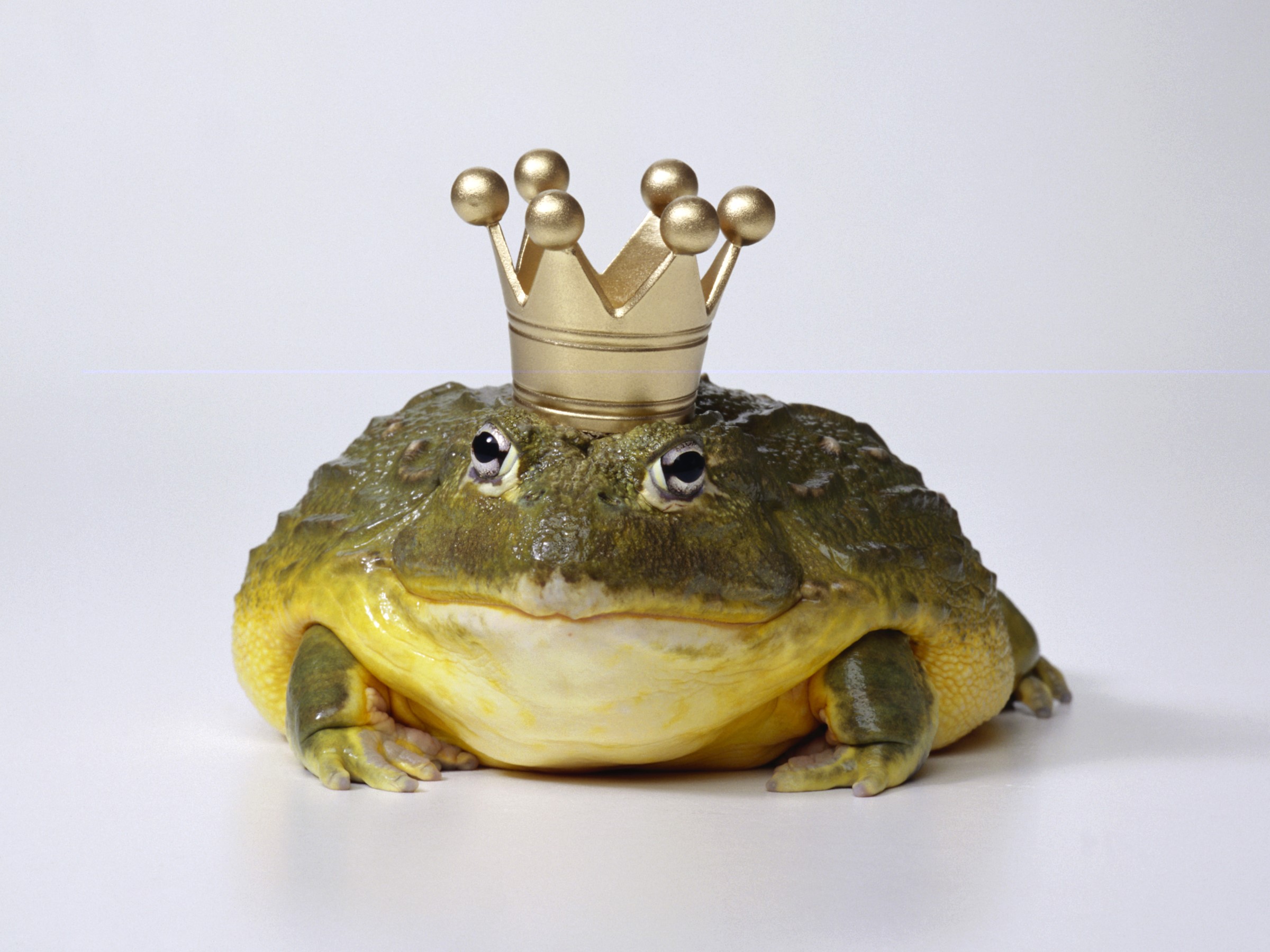 A frog wearing a golden crown HD Wallpaper