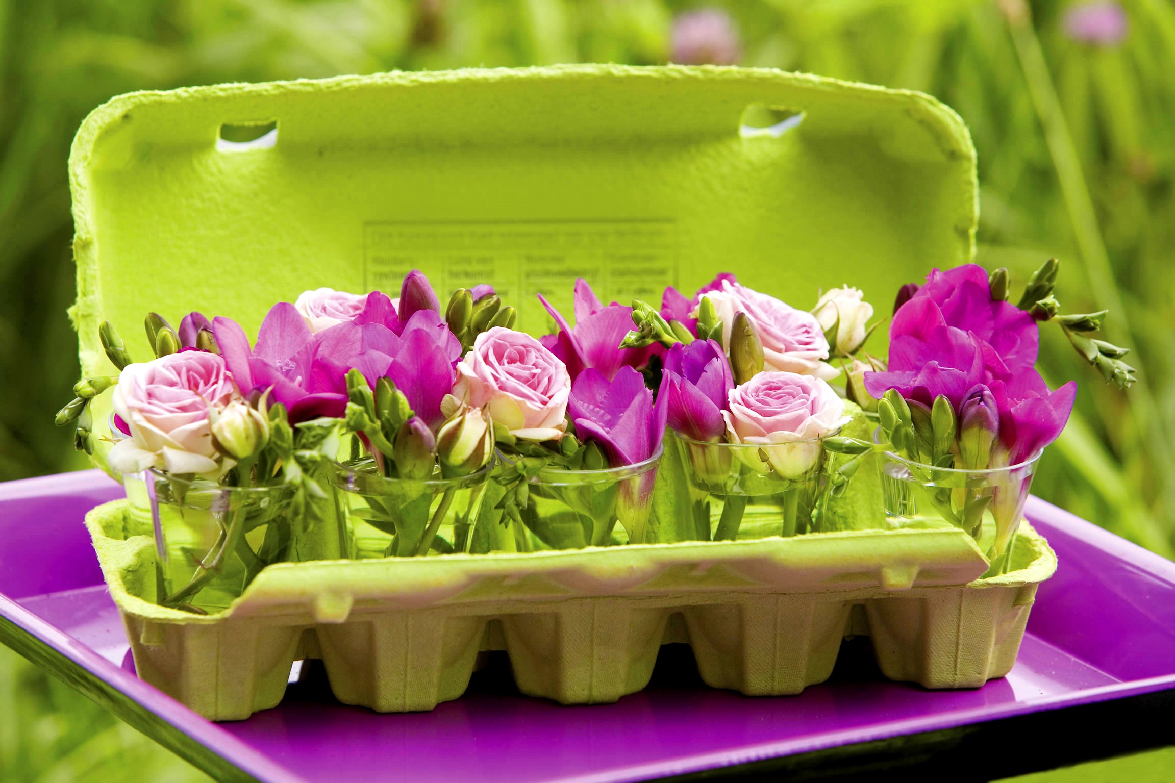 Pink roses and purple freesia in egg carton HD Wallpaper