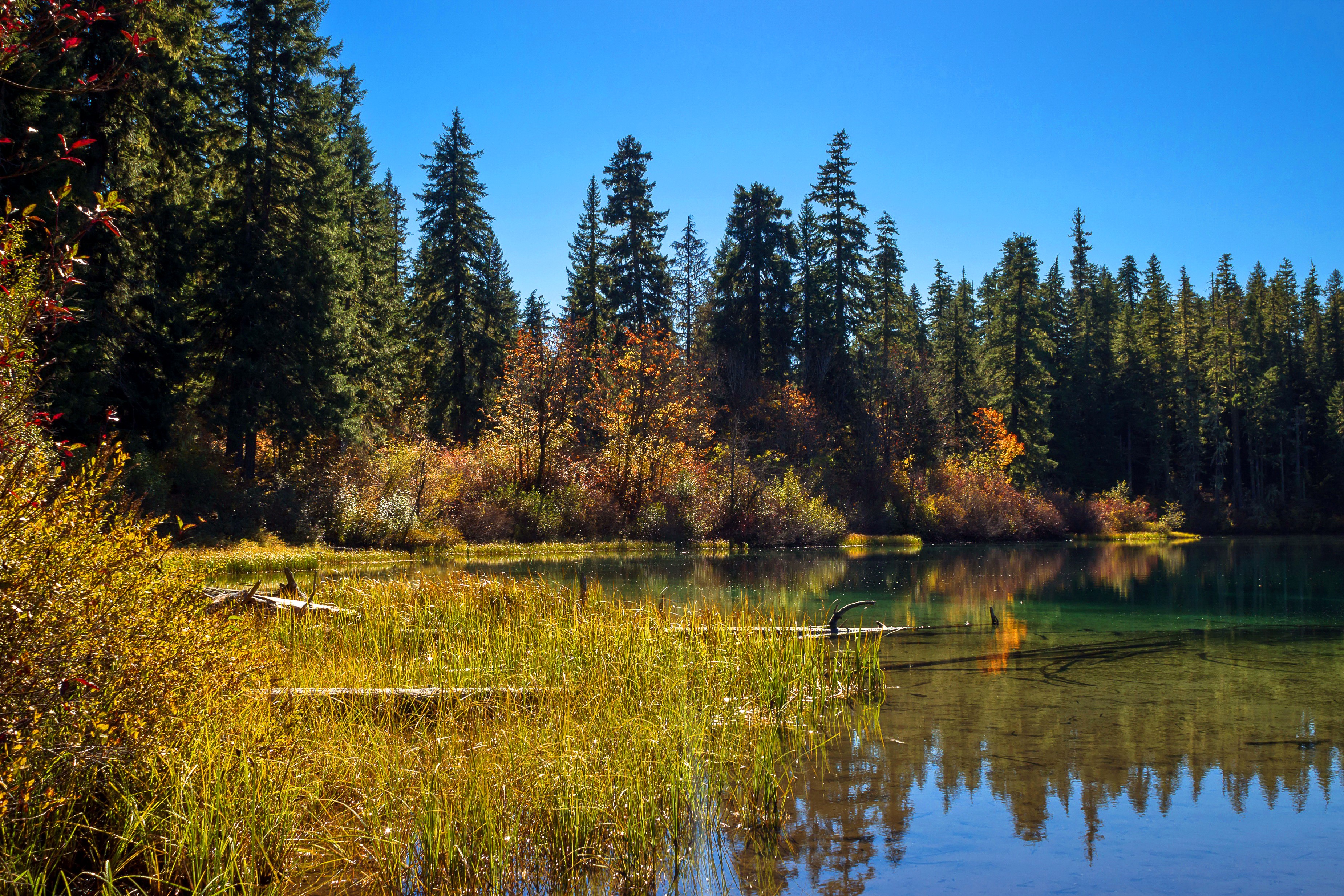 Clear Lake in California surrounded by forest HD Wallpaper