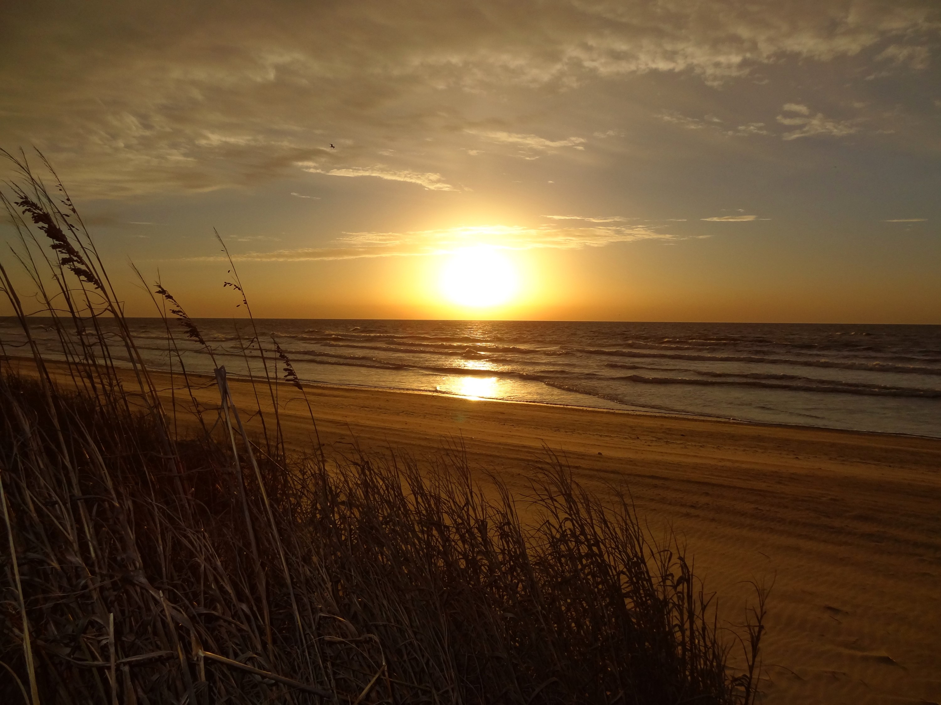 Sunset over the ocean with beach grass HD Wallpaper