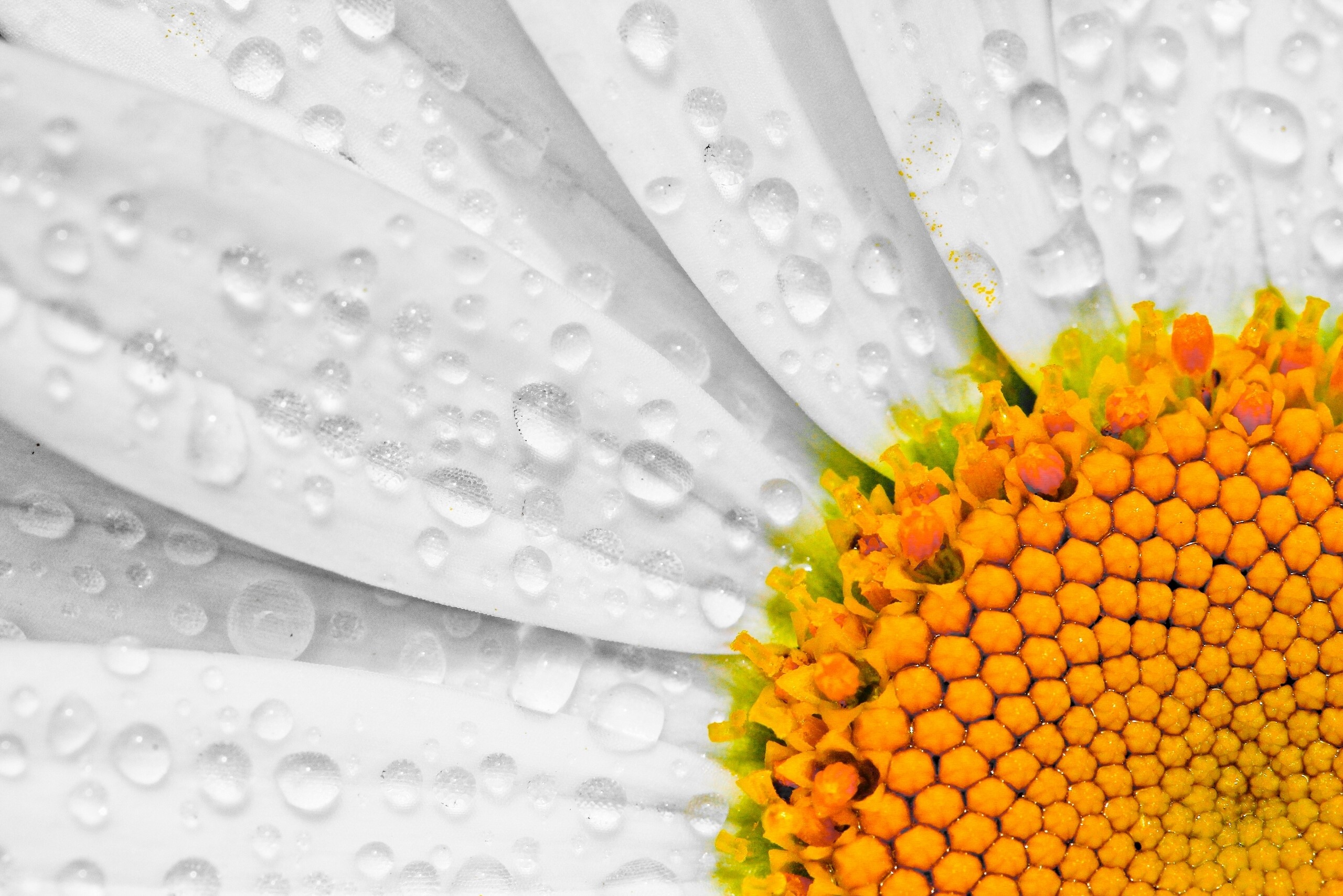 Close-up of a daisy with water drops HD Wallpaper