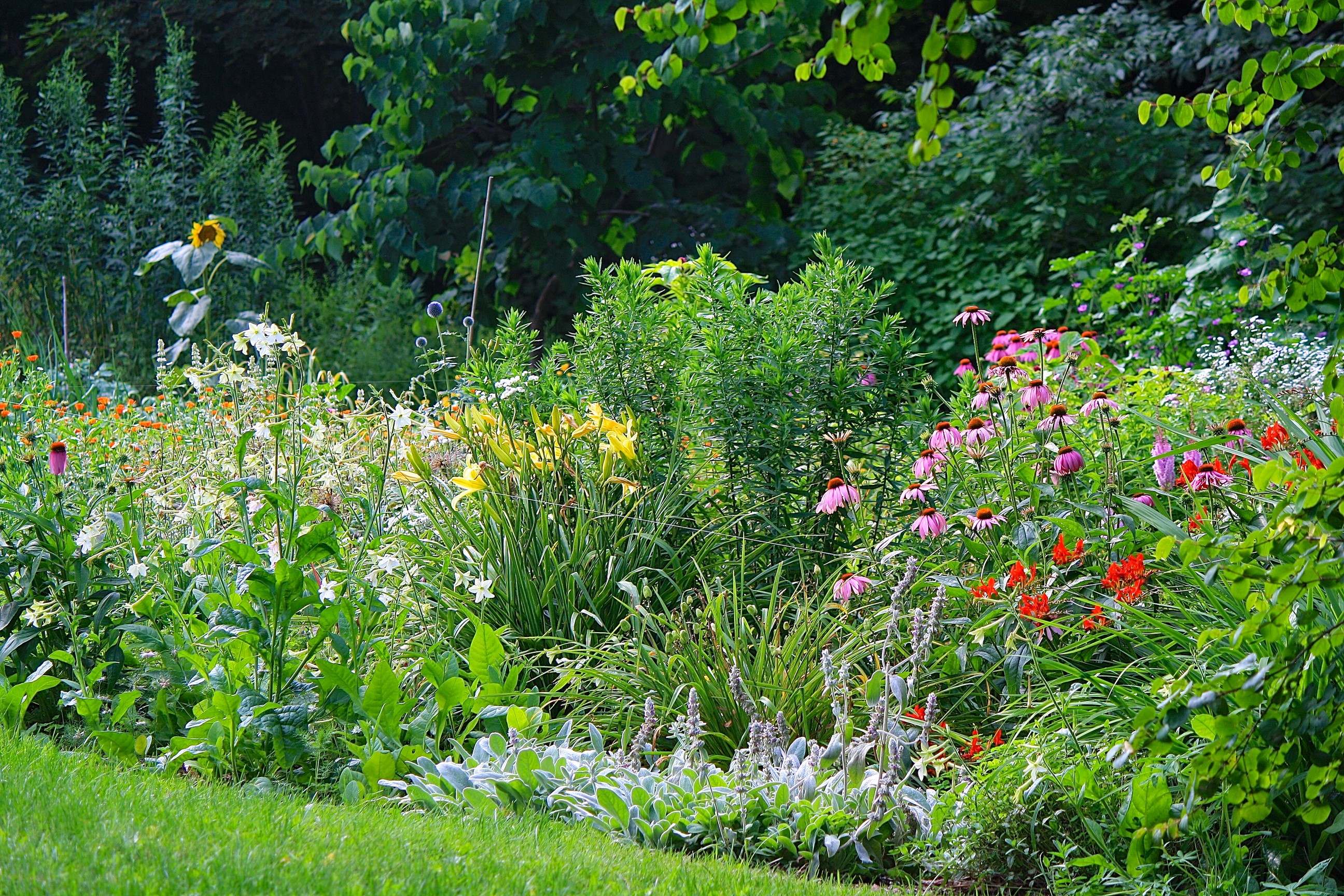 A vibrant garden with various flowers and greenery HD Wallpaper