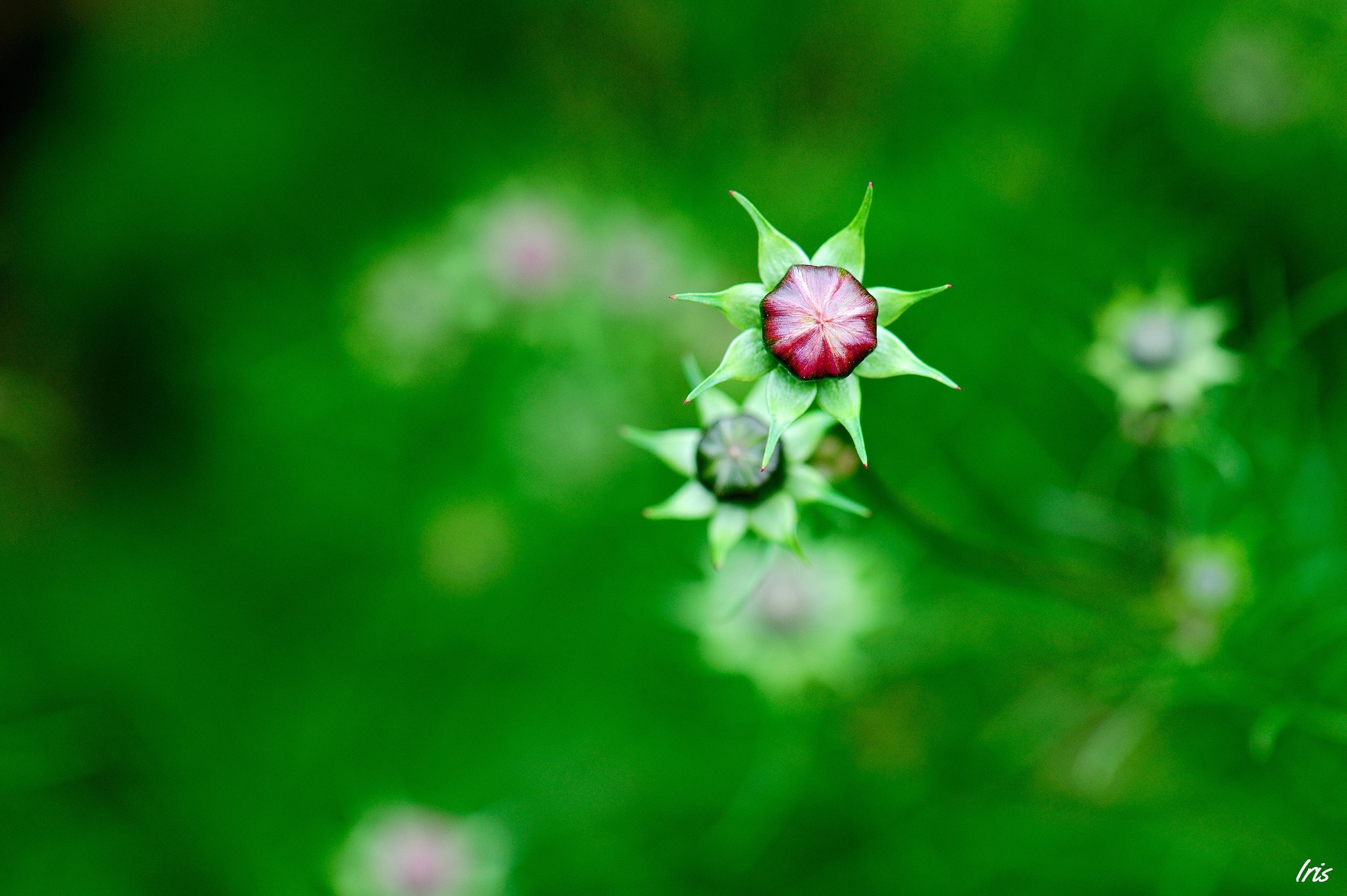 Two Cosmos flower buds with green leaves HD Wallpaper