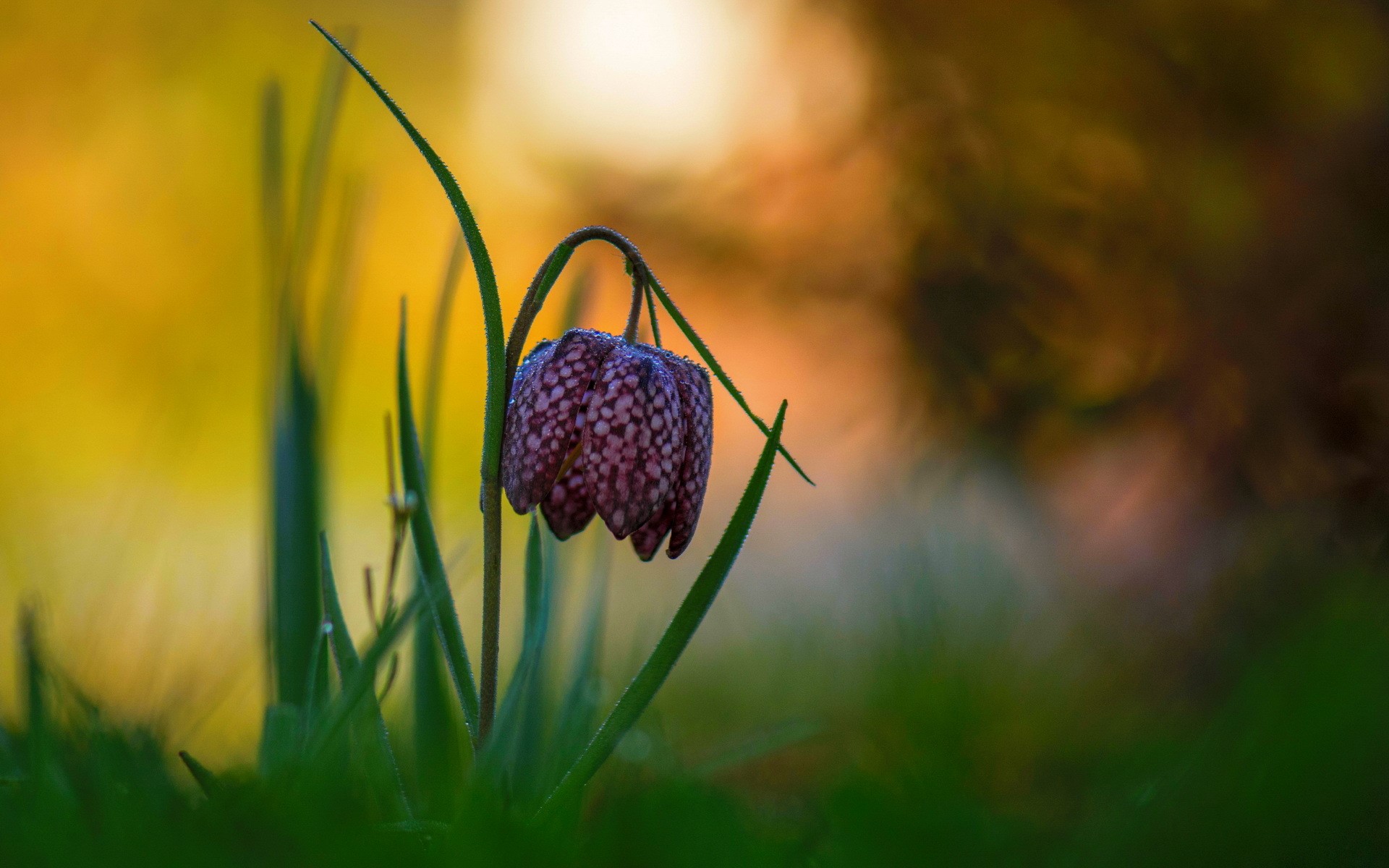 Fritillaria meleagris flower in grass HD Wallpaper