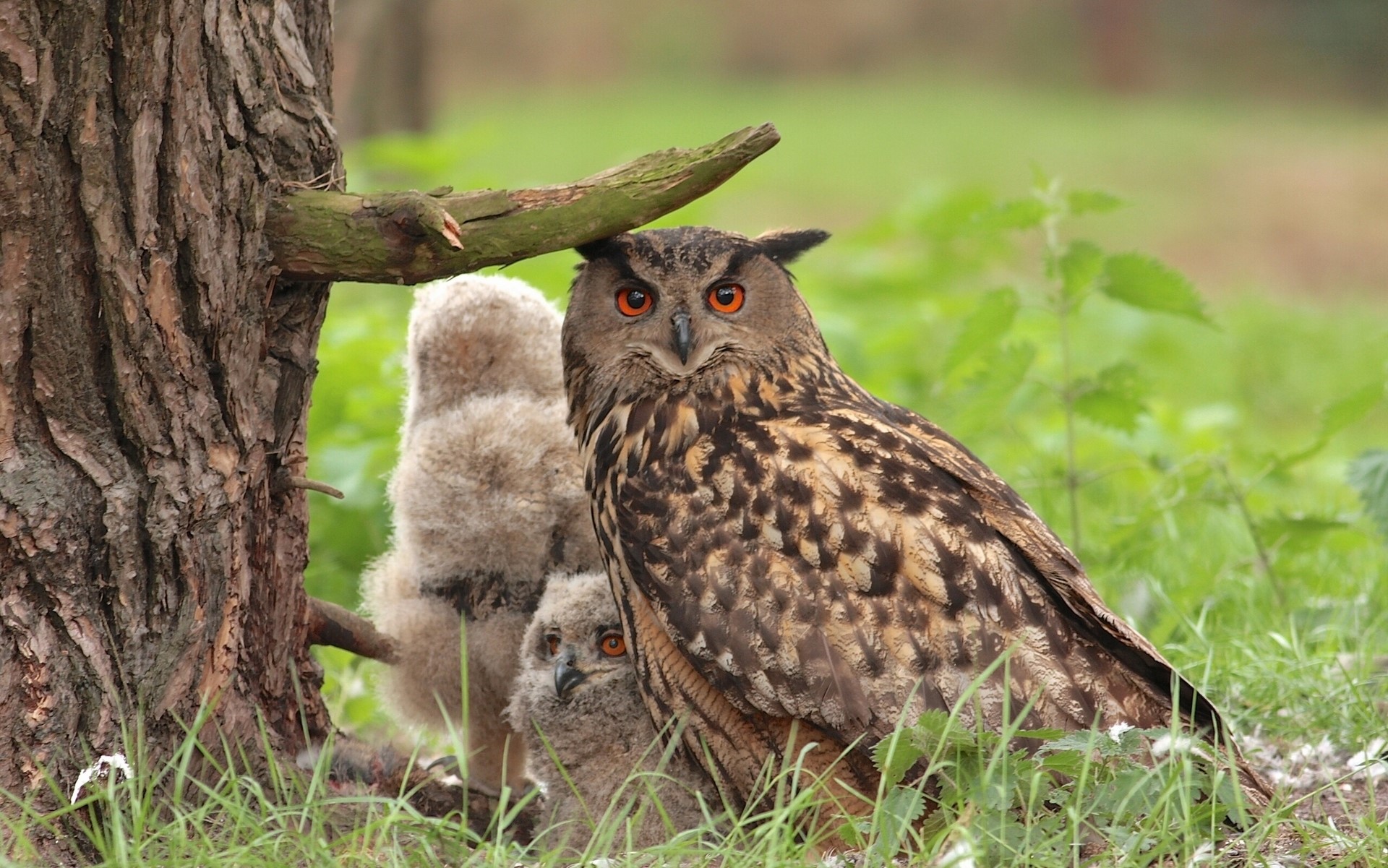 Eurasian Eagle-Owl with two owlets by a tree trunk HD Wallpaper