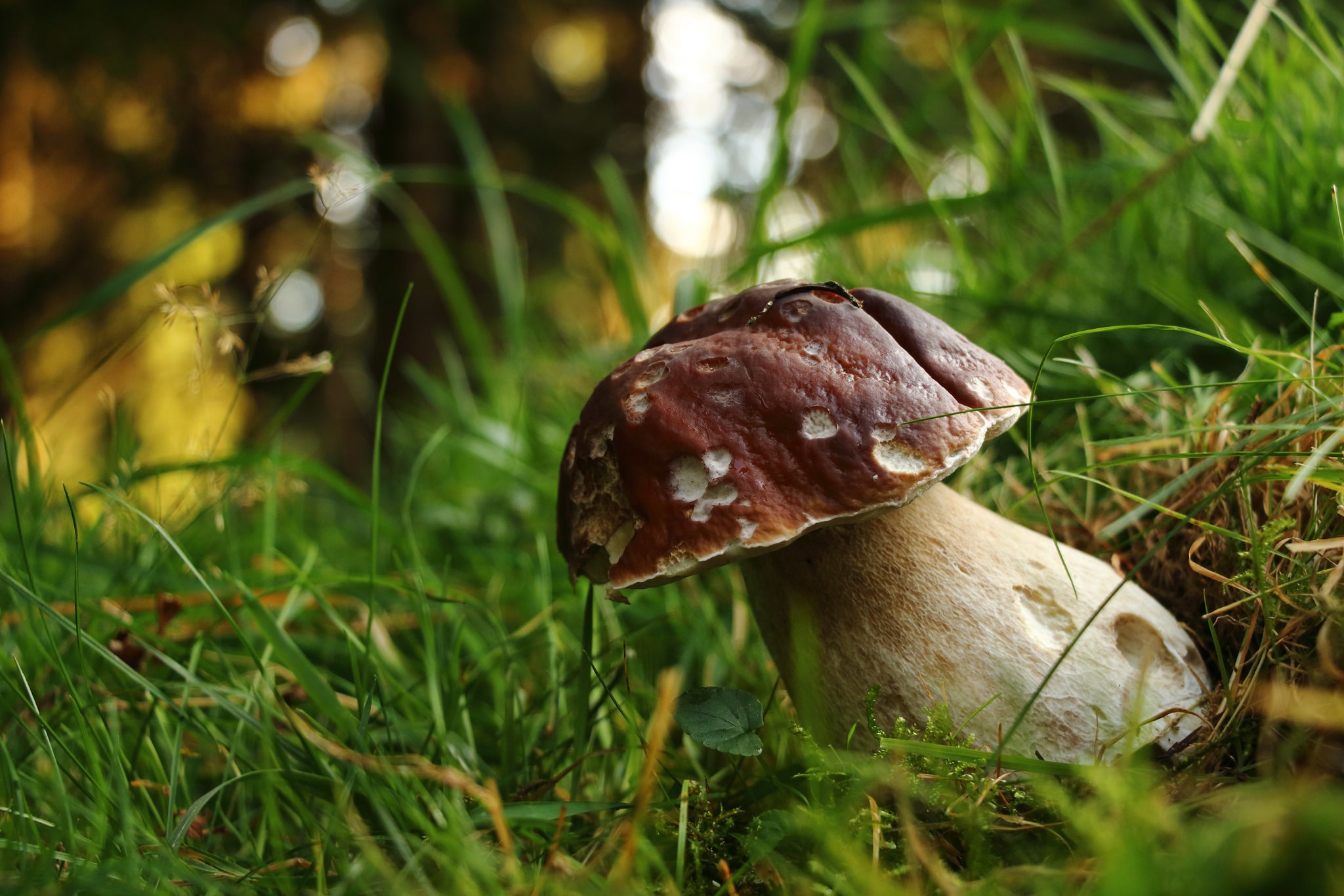 Close-up of a mushroom in green grass HD Wallpaper