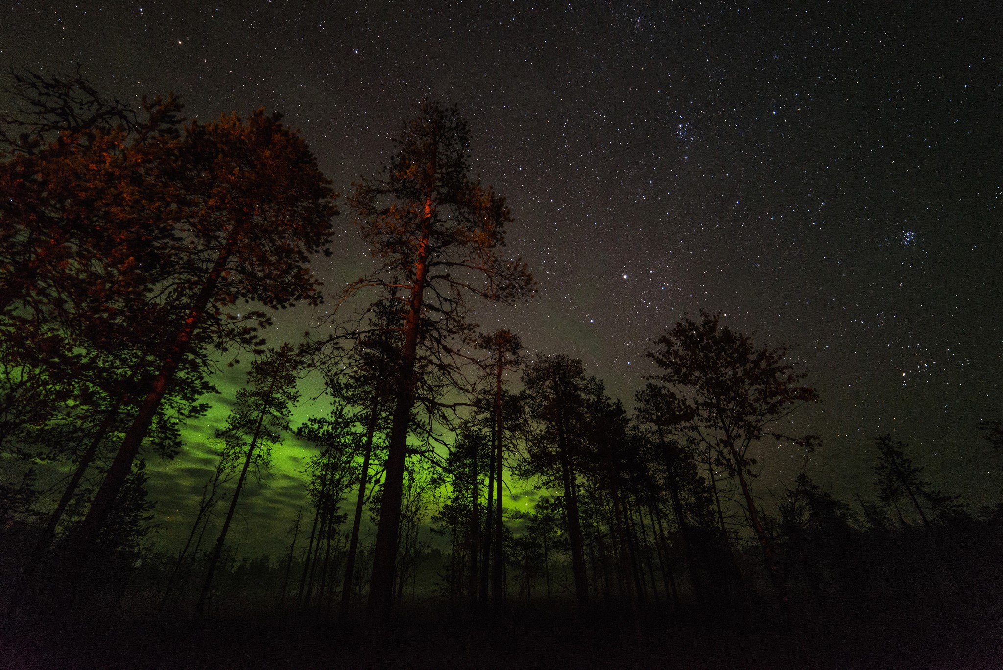 Aurora Borealis over a forest at night HD Wallpaper